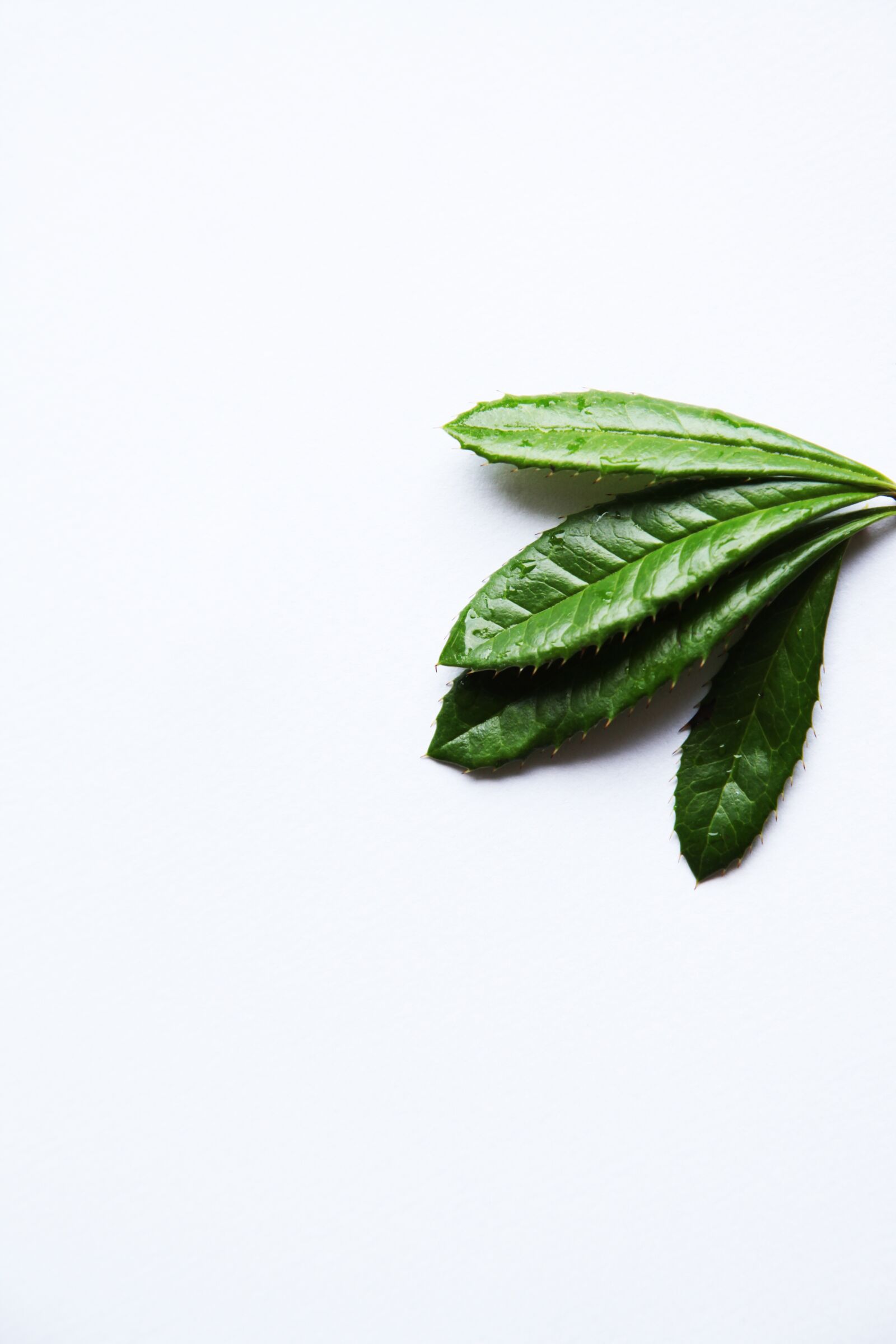 Canon EOS 5D Mark II sample photo. Minimal, minimalistic, plants photography