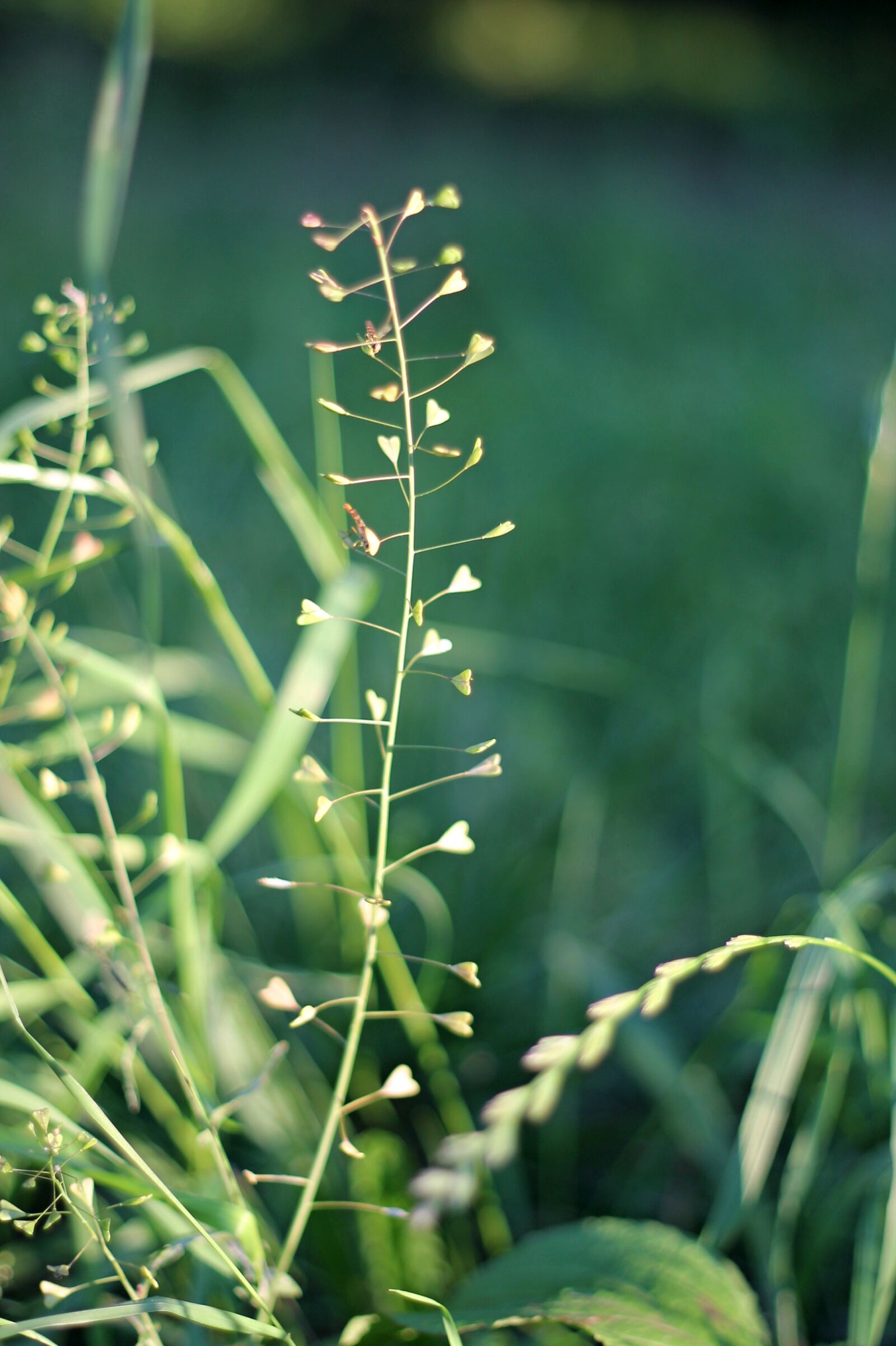 Canon EF 50mm F1.8 II sample photo. Grass, weed, heart photography