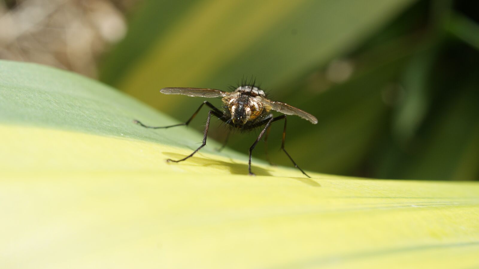 Sony Alpha DSLR-A390 sample photo. Image, insect, fly photography