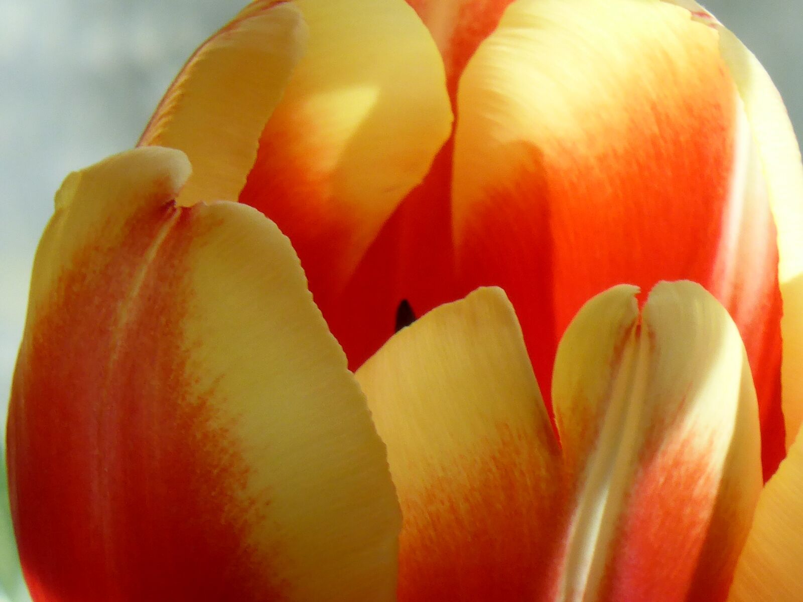 Panasonic DMC-TZ41 sample photo. Tulip, flower, nature photography