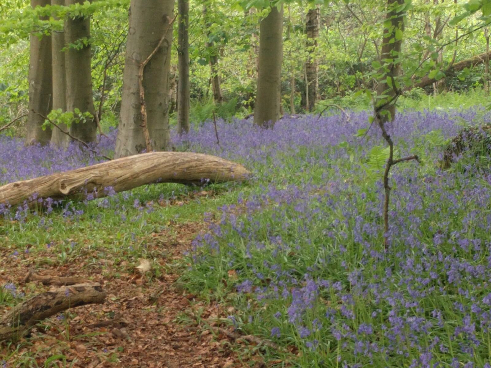 LG Nexus 5X sample photo. Bluebells, wood, woodland photography