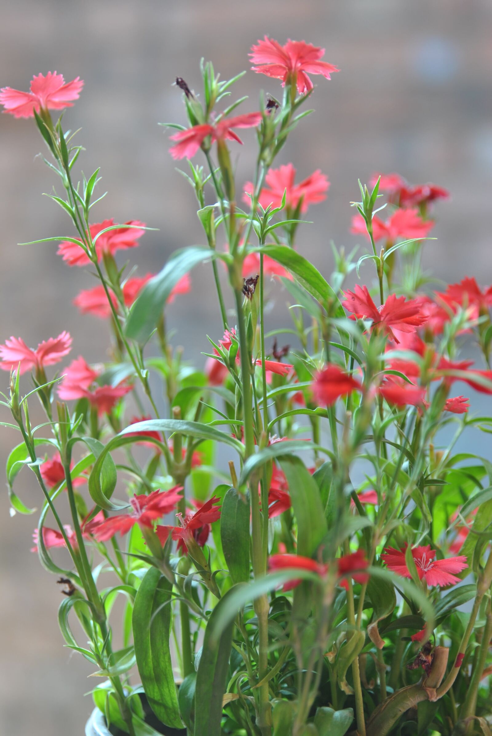 Nikon D3000 sample photo. Flower, grass, bonsai photography
