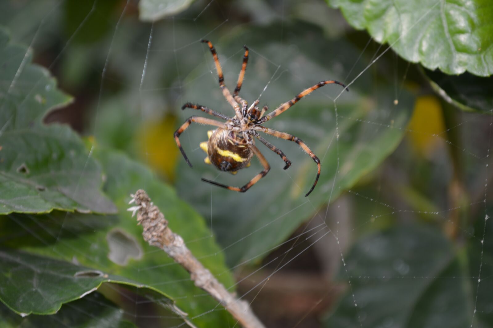Nikon D3200 sample photo. Spider, animals, nature photography