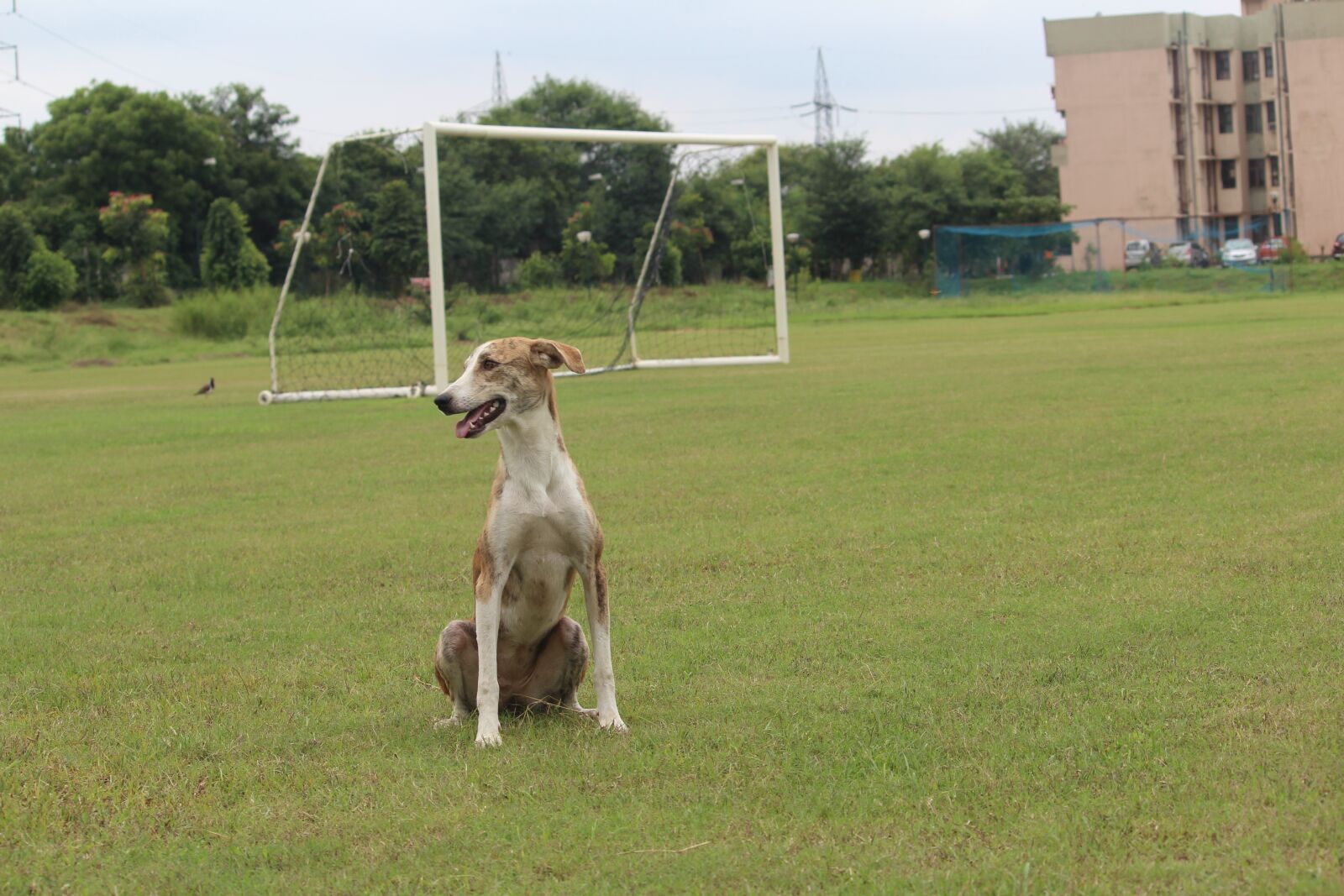 Canon EOS 1200D (EOS Rebel T5 / EOS Kiss X70 / EOS Hi) sample photo. Dog, canine, female photography