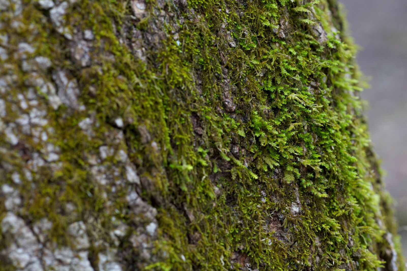 Canon EOS 5D Mark II sample photo. Tree, trunk, moss photography
