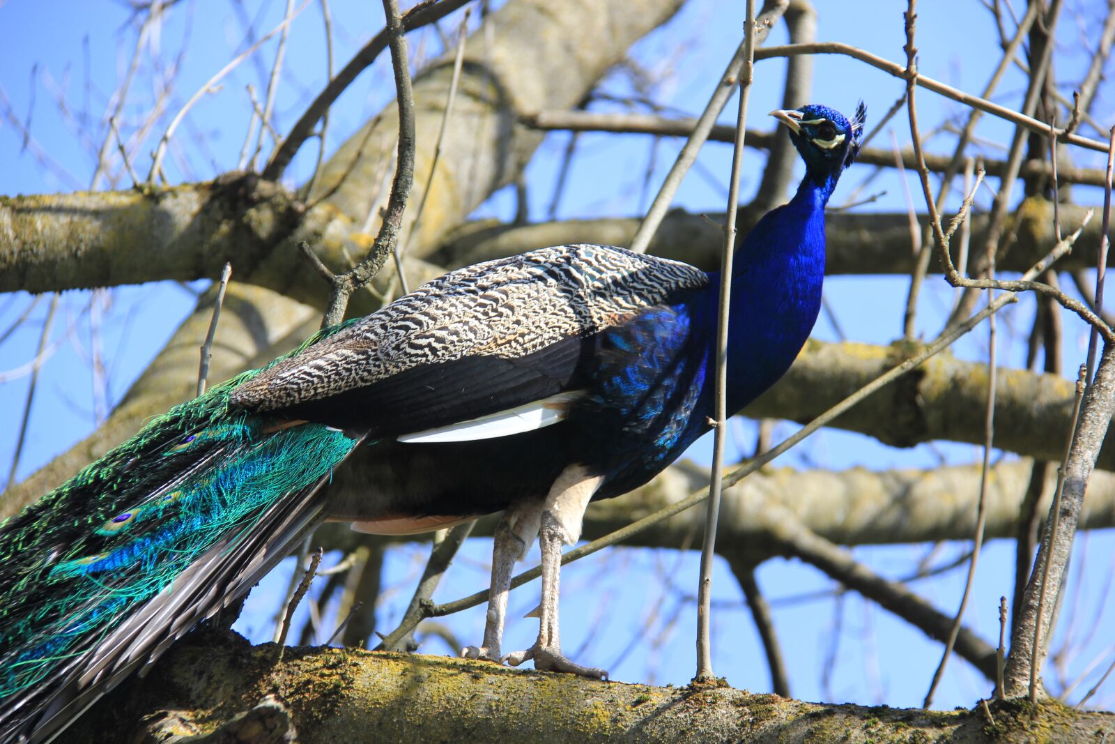 Canon EOS 550D (EOS Rebel T2i / EOS Kiss X4) sample photo. Peacock, zoo, bird photography