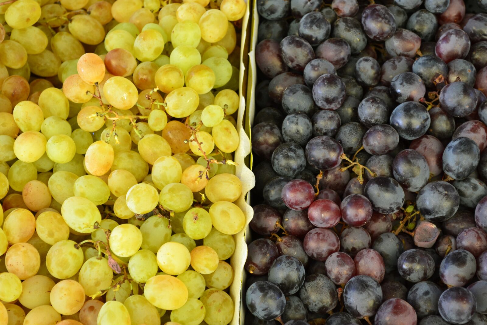 Nikon D3100 sample photo. Grapes, grape color, fruit photography