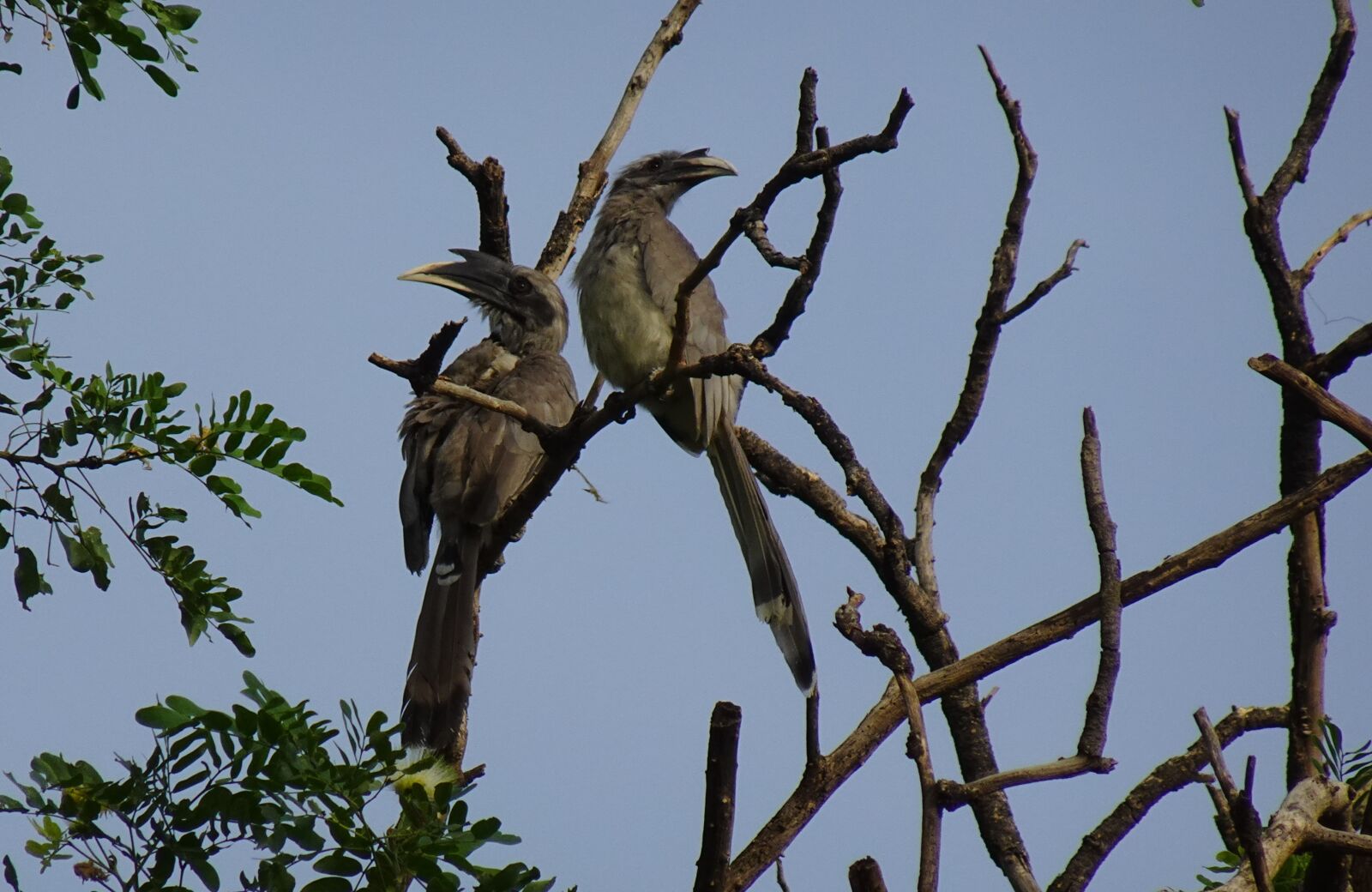 Sony DSC-WX800 sample photo. Bird, hornbill, indian photography