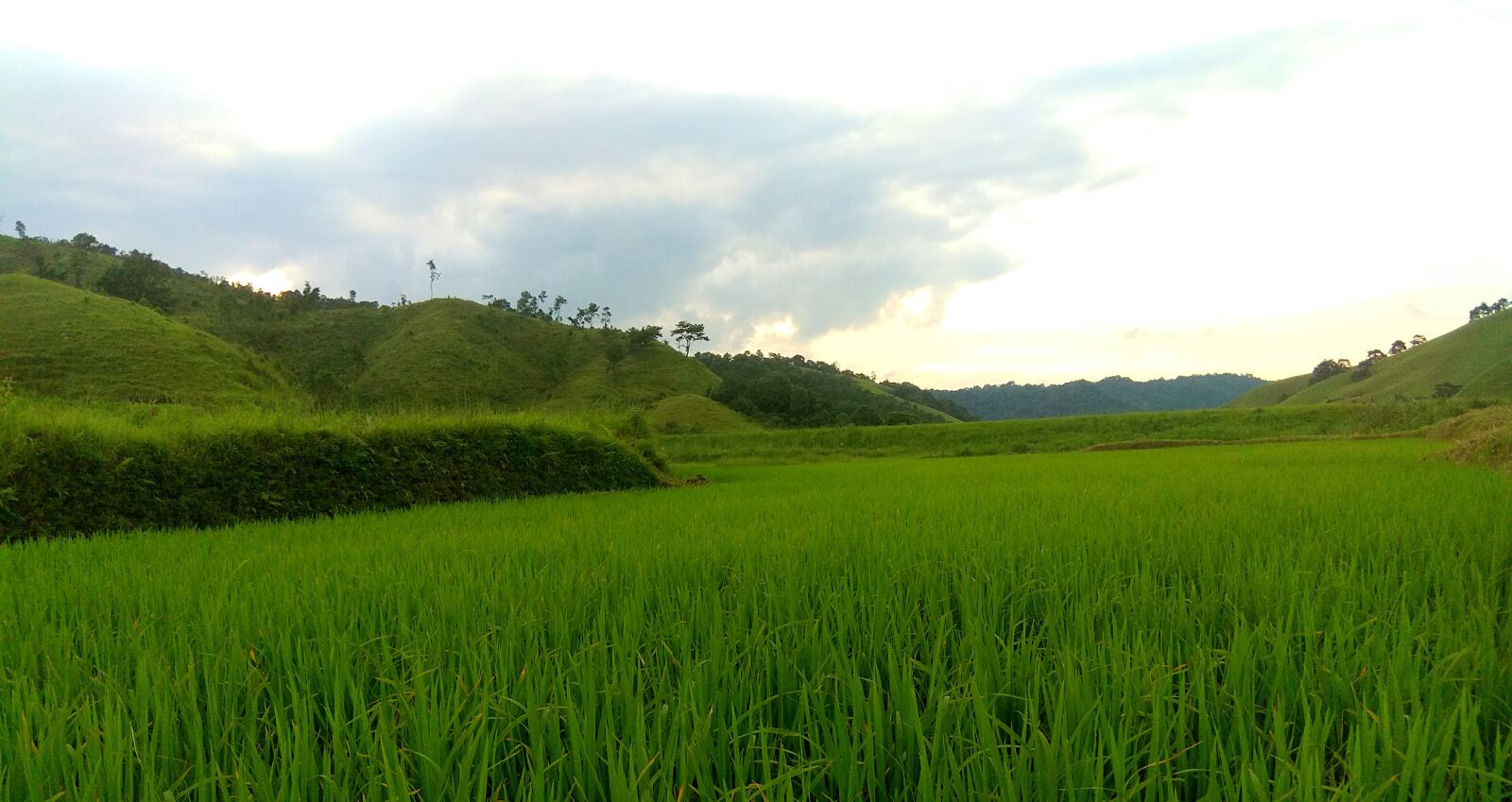 Xiaomi Redmi Note 4 sample photo. Green, valley, of paddy photography
