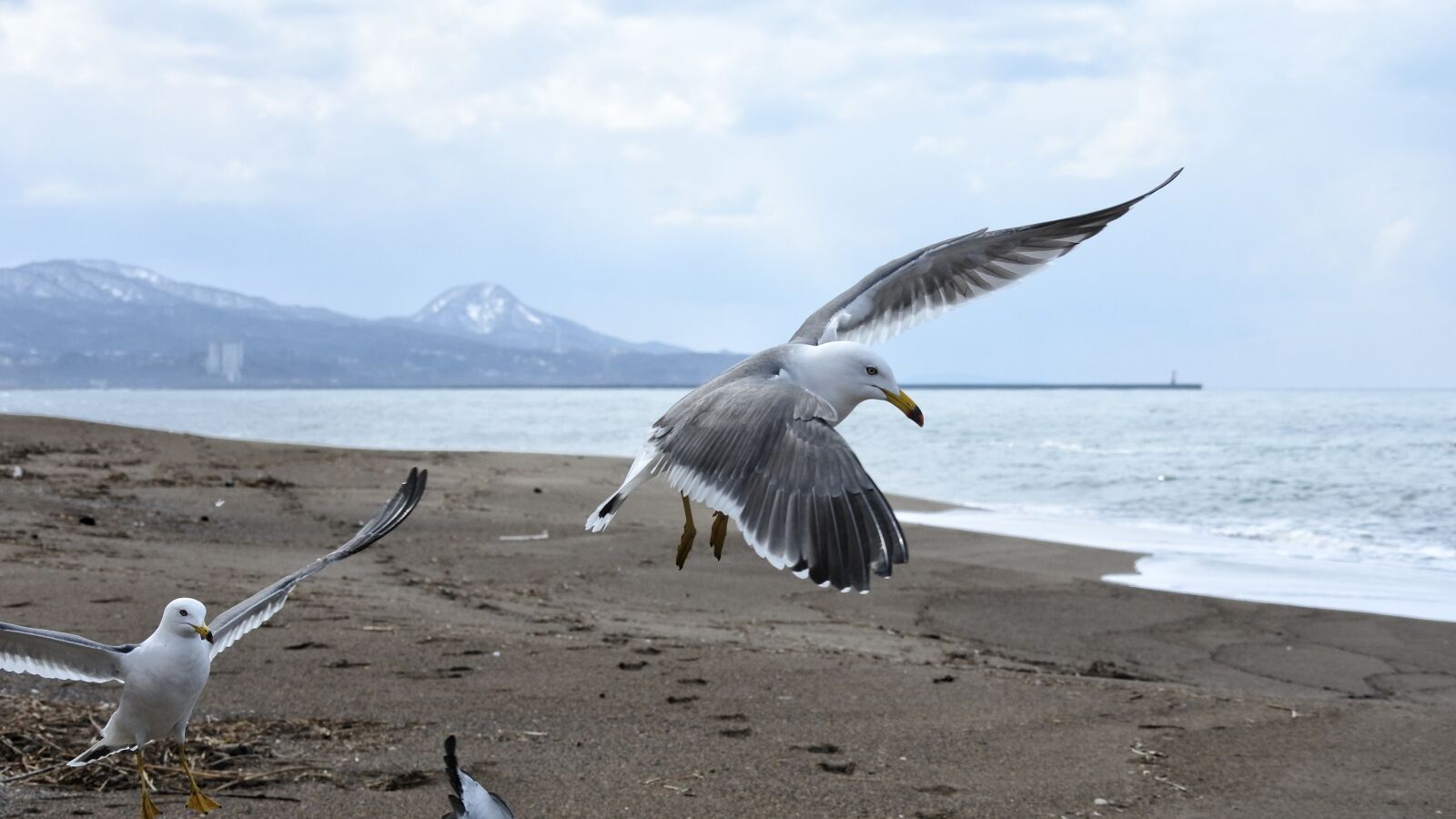 Nikon 1 Nikkor VR 30-110mm F3.8-5.6 sample photo. Animal, sky, cloud photography