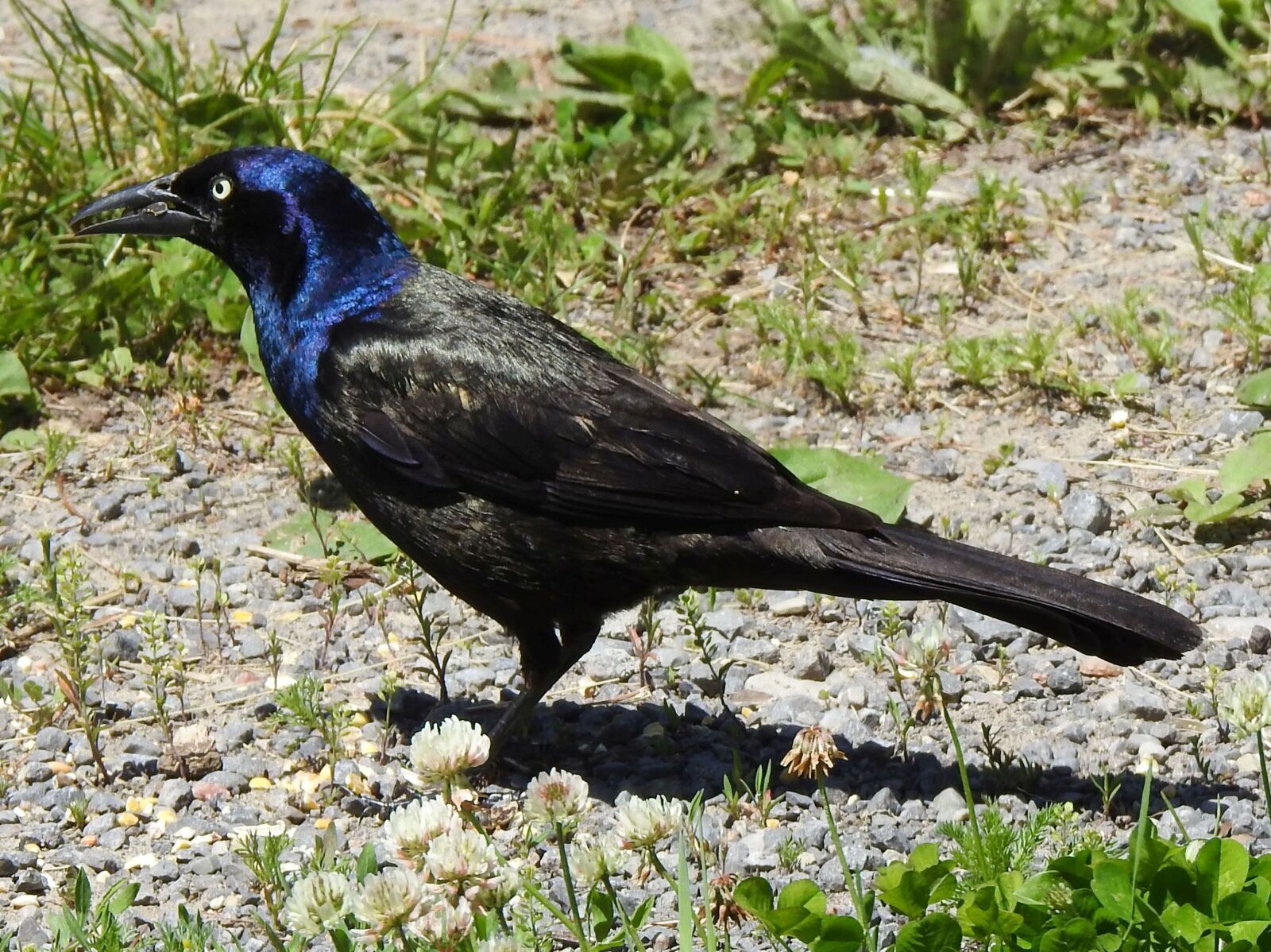 Nikon Coolpix P900 sample photo. Common grackle, purple grackle photography