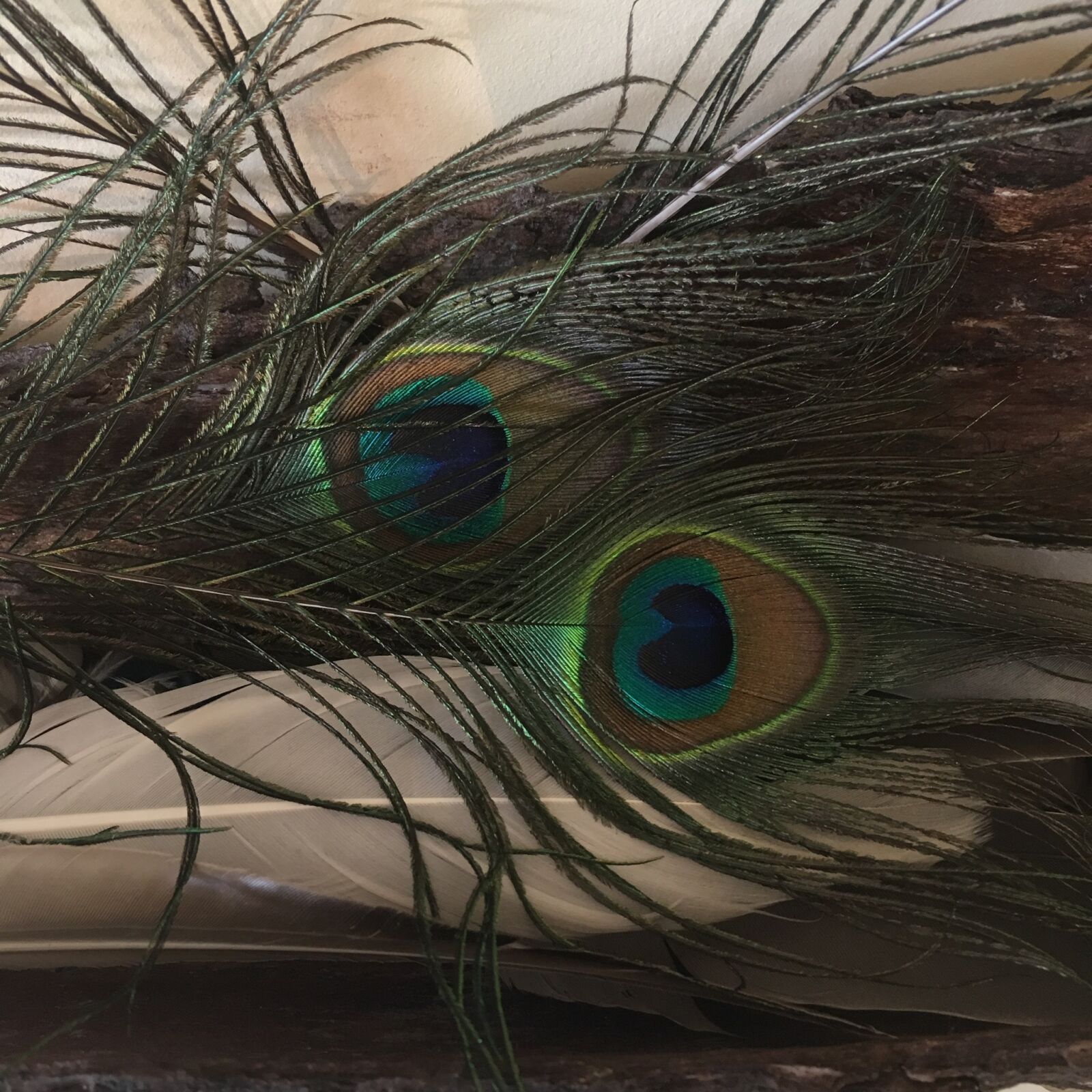 iPhone SE back camera 4.15mm f/2.2 sample photo. Feather, peacock, feathers photography