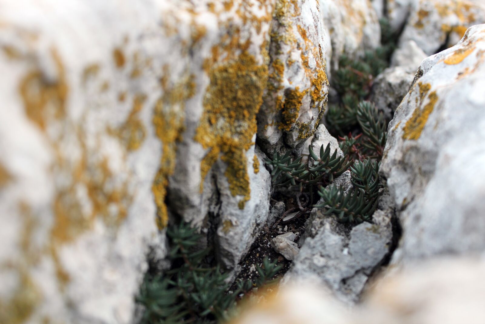 Canon EOS 600D (Rebel EOS T3i / EOS Kiss X5) sample photo. Stone, macro, mini plant photography
