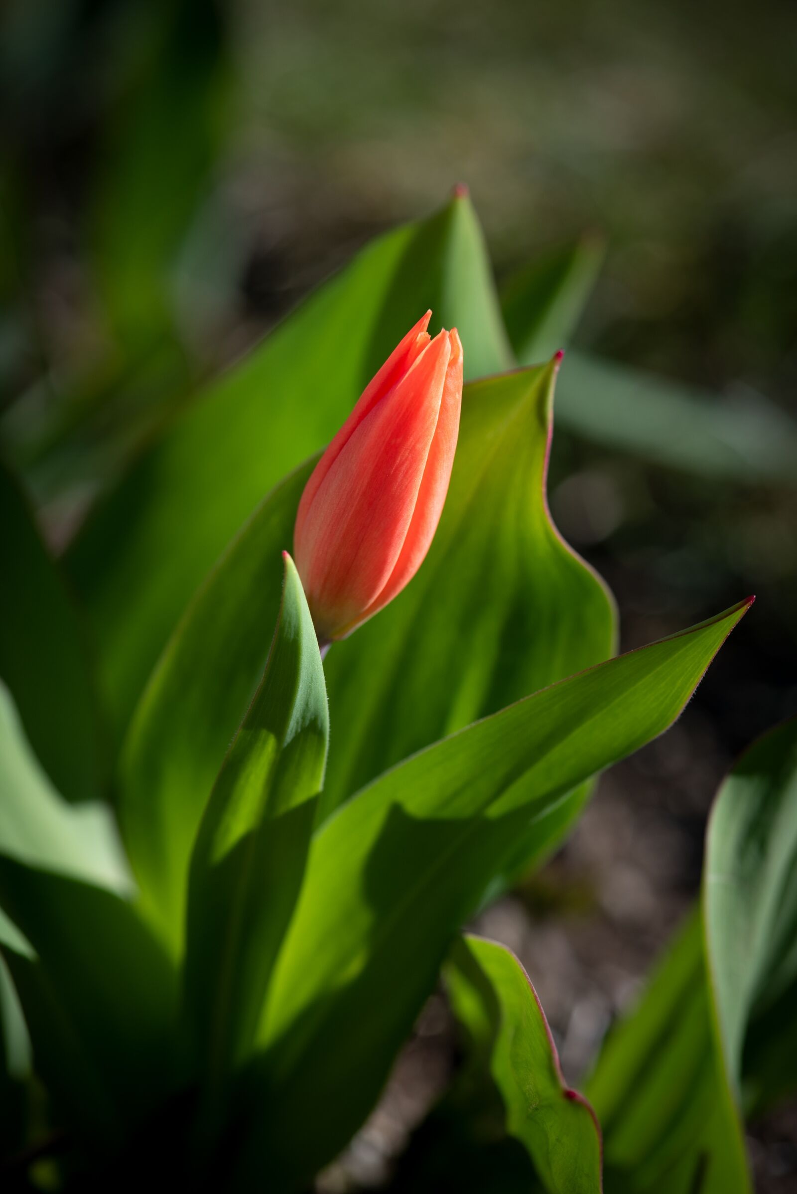 Nikon D750 sample photo. Tulip, red, flower photography