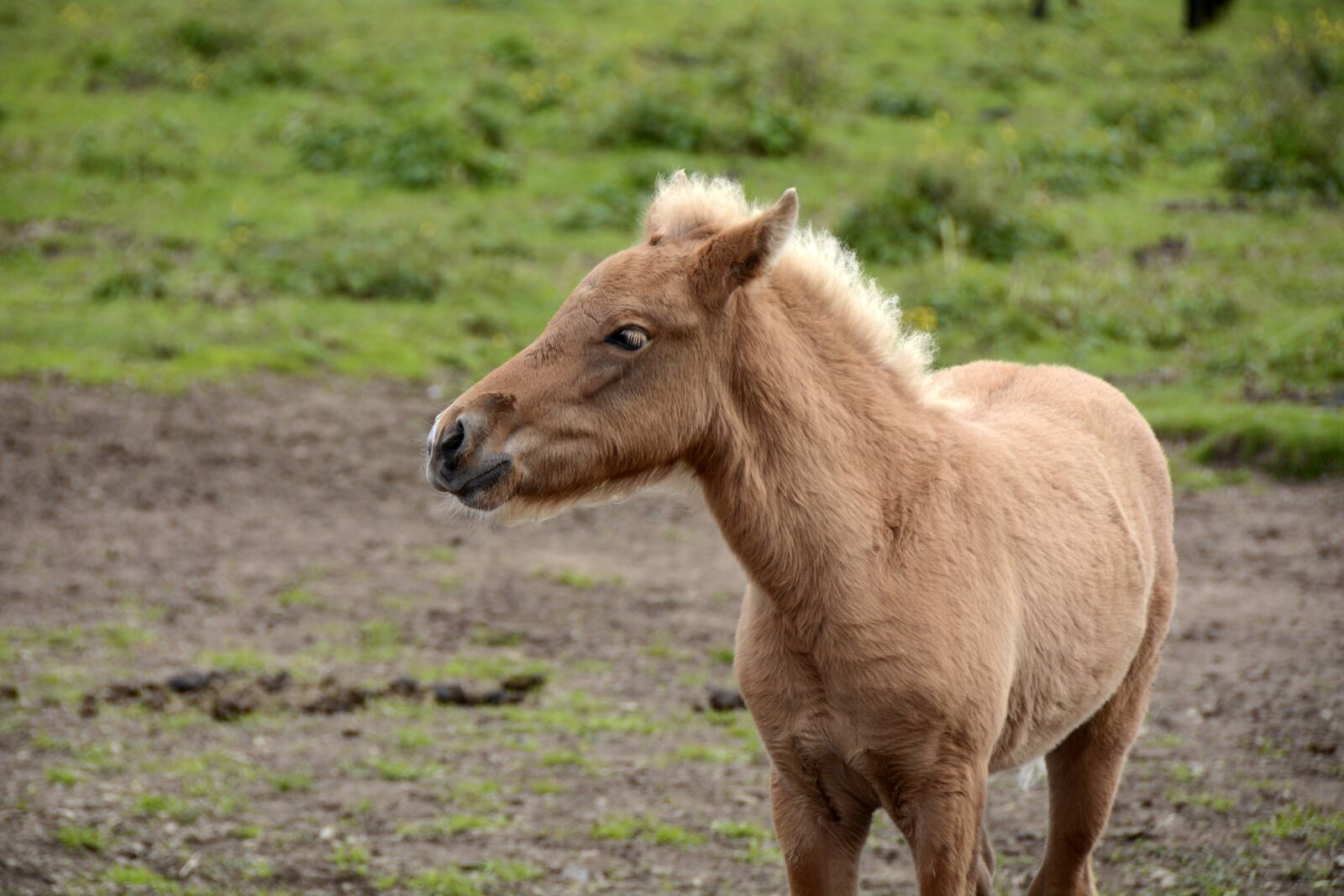 Nikon D7100 sample photo. Foal, iceland pony, animal photography