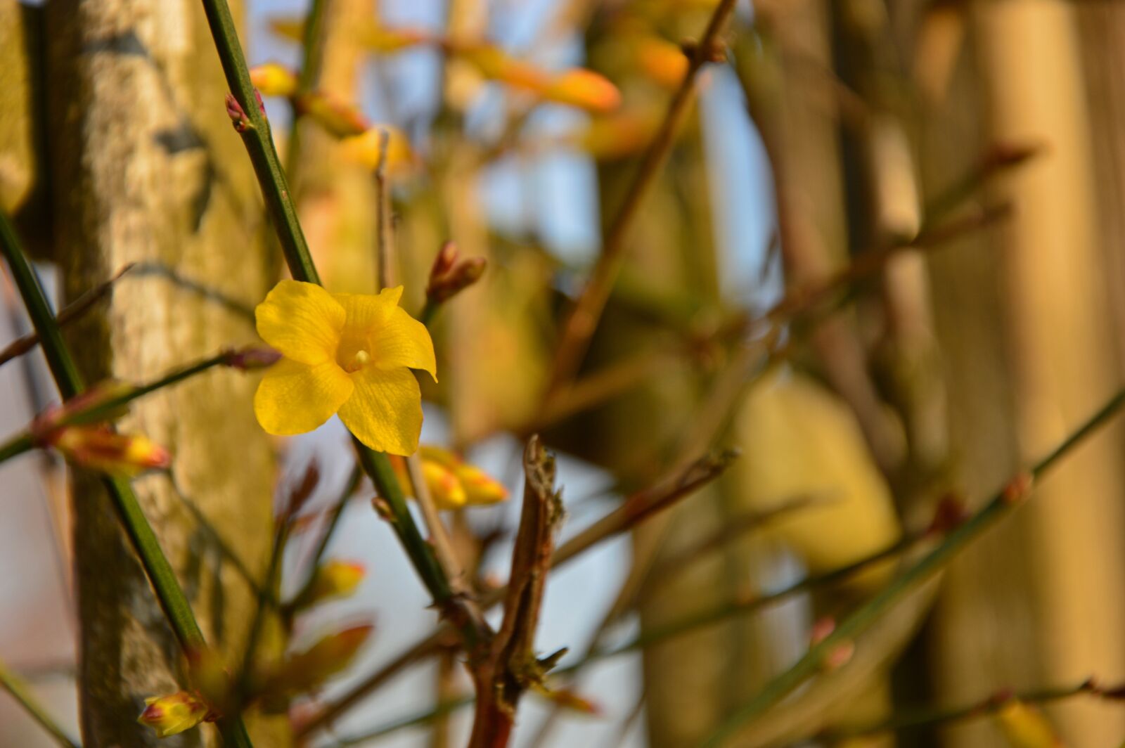 Nikon D3200 sample photo. Blossom, bloom, winter photography