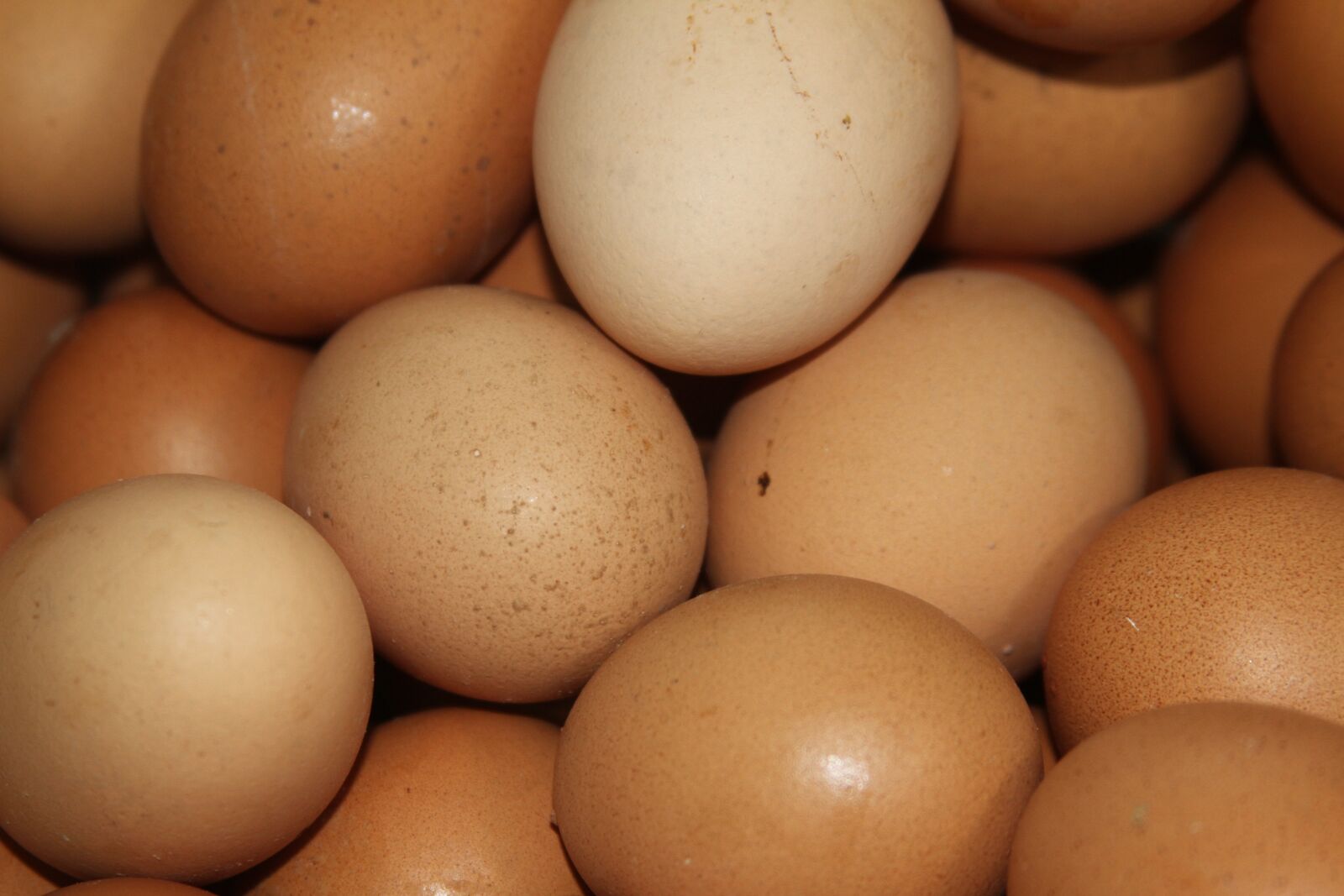 Canon EOS 7D sample photo. Egg, chicken, eggs photography