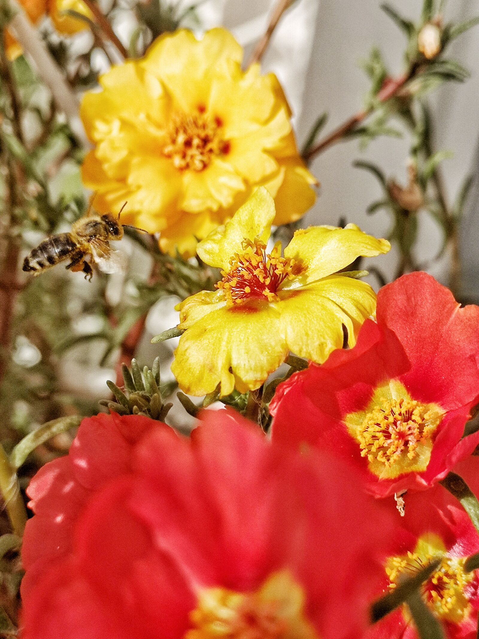 HUAWEI CLT-L29 sample photo. Bee, flowers, flying photography