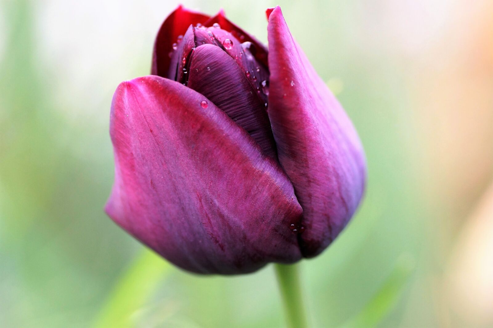 Sony SLT-A58 sample photo. Tulip, violet, flower photography