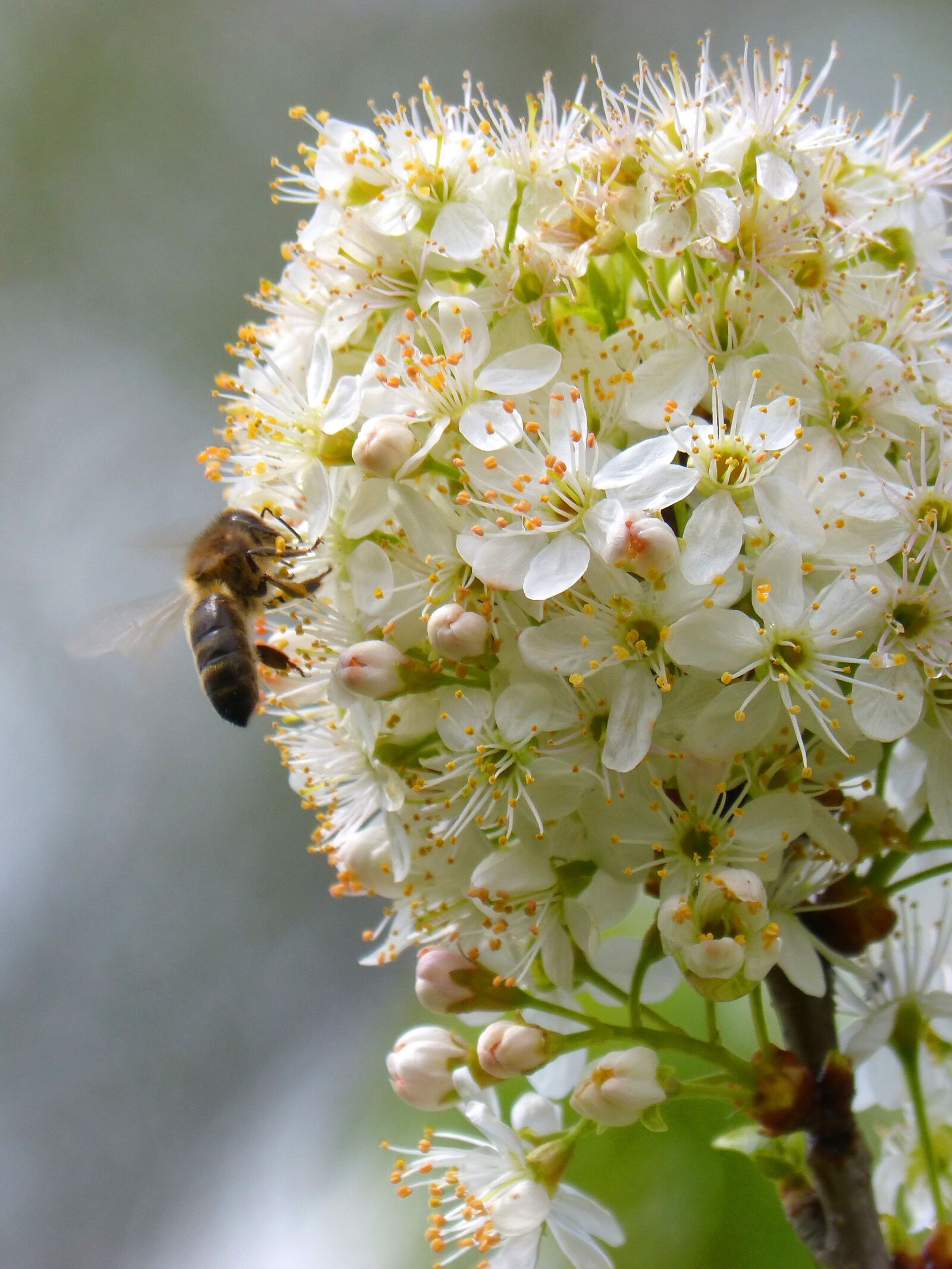 Panasonic DMC-FZ62 sample photo. Plum, flowering tree, bee photography