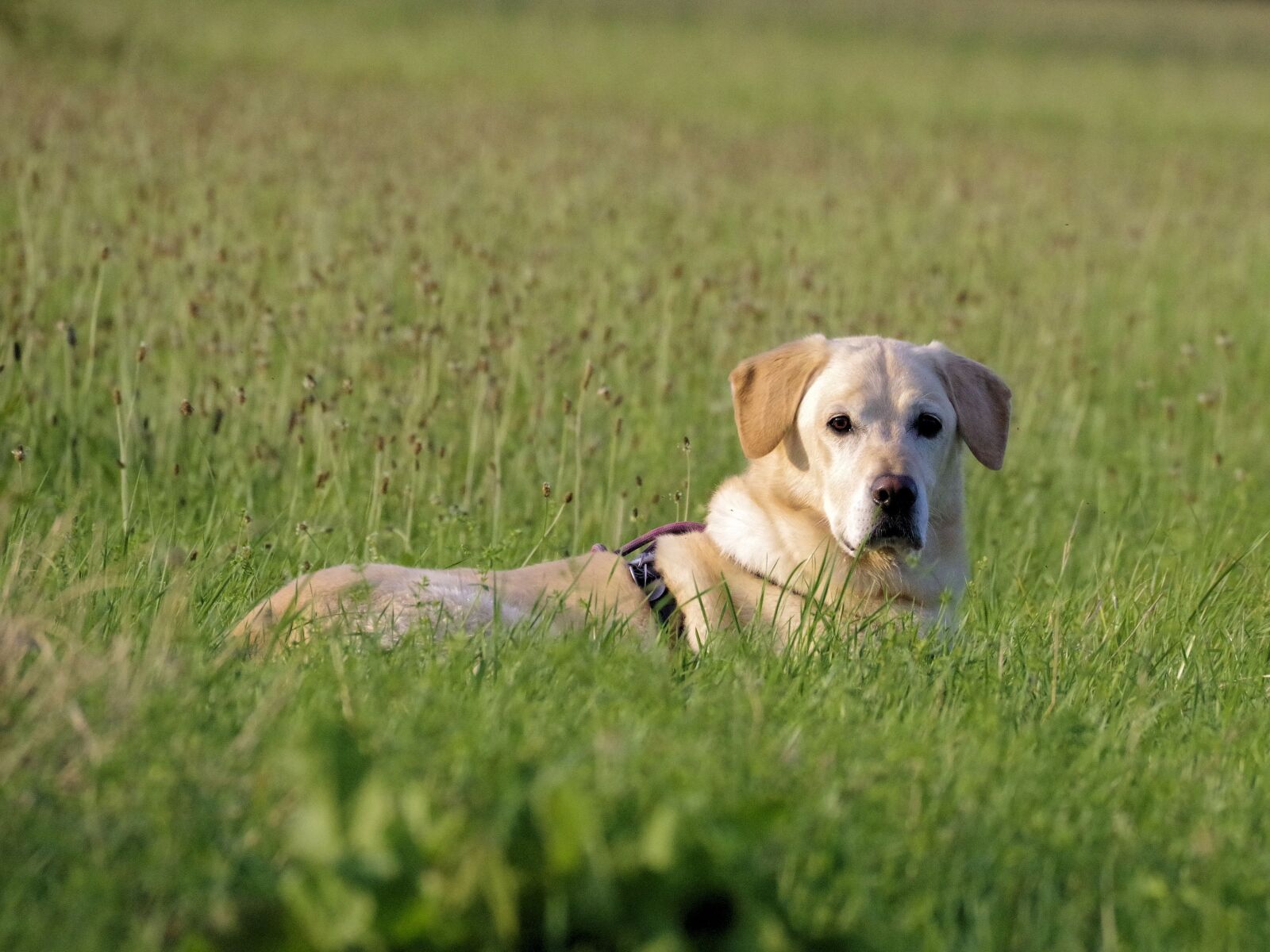 Pentax K-70 sample photo. Dog, labrador, pet photography