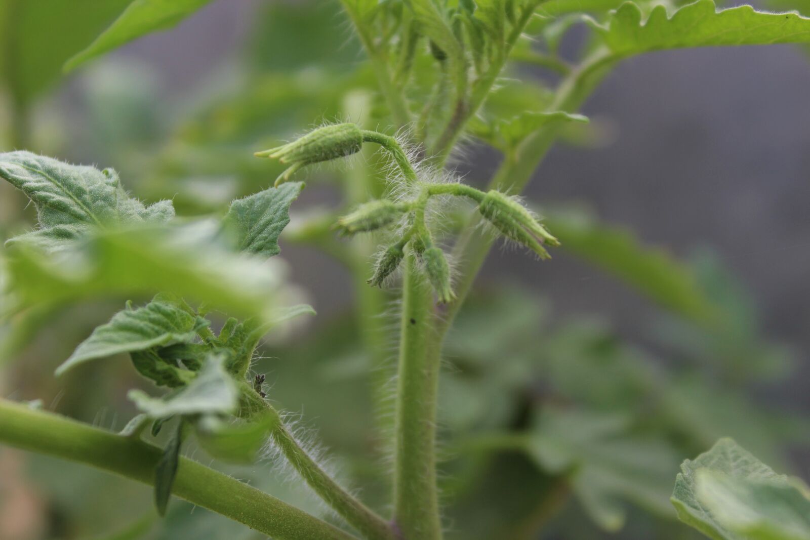 Canon EOS 1200D (EOS Rebel T5 / EOS Kiss X70 / EOS Hi) sample photo. Sapling, organic tomato plant photography