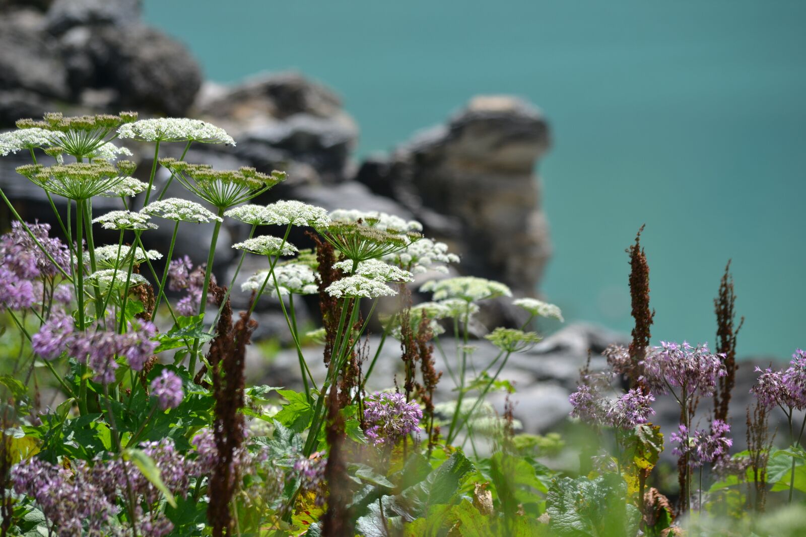 Nikon D3100 sample photo. Plant, high mountains, reservoir photography
