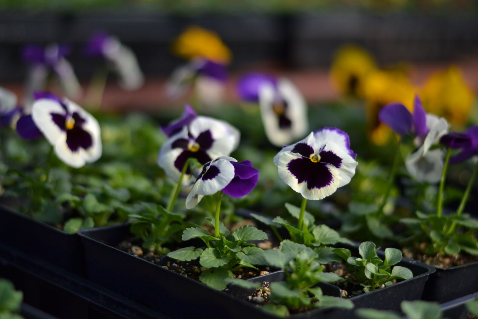 Nikon D3100 sample photo. Pansy, viola, violet photography