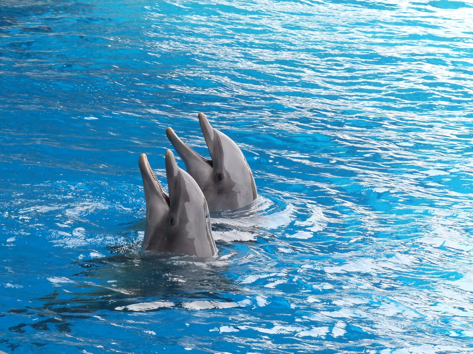 Panasonic Lumix DMC-FZ200 sample photo. Dolphin, dolphins, cetacean photography