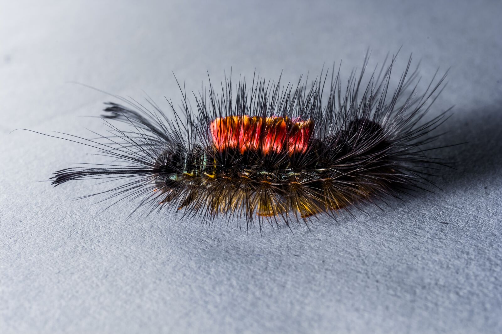Nikon D5200 sample photo. Caterpillar, hairy, prickly photography