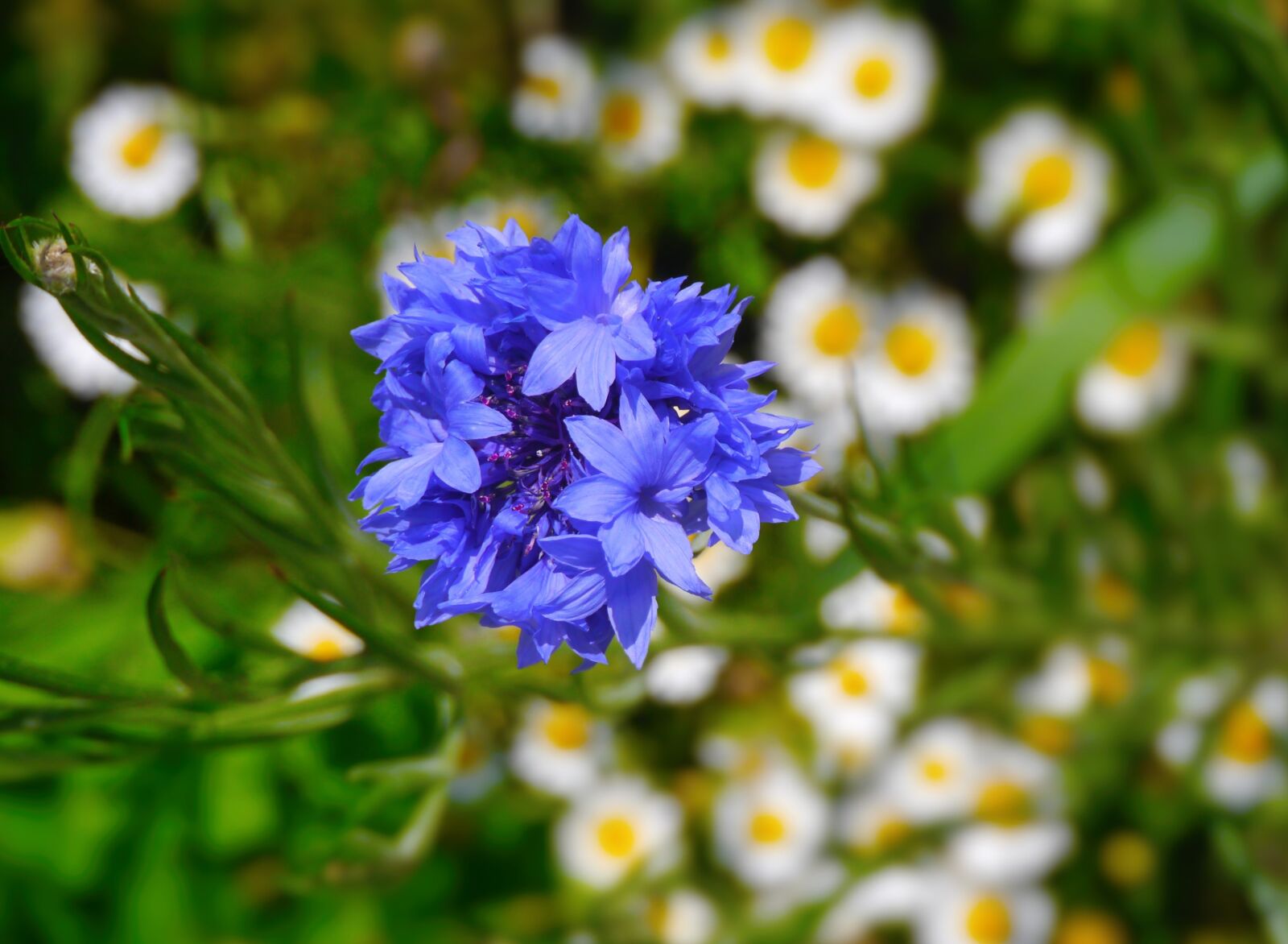 Panasonic Lumix DMC-GX1 sample photo. Flowers, purple, green photography