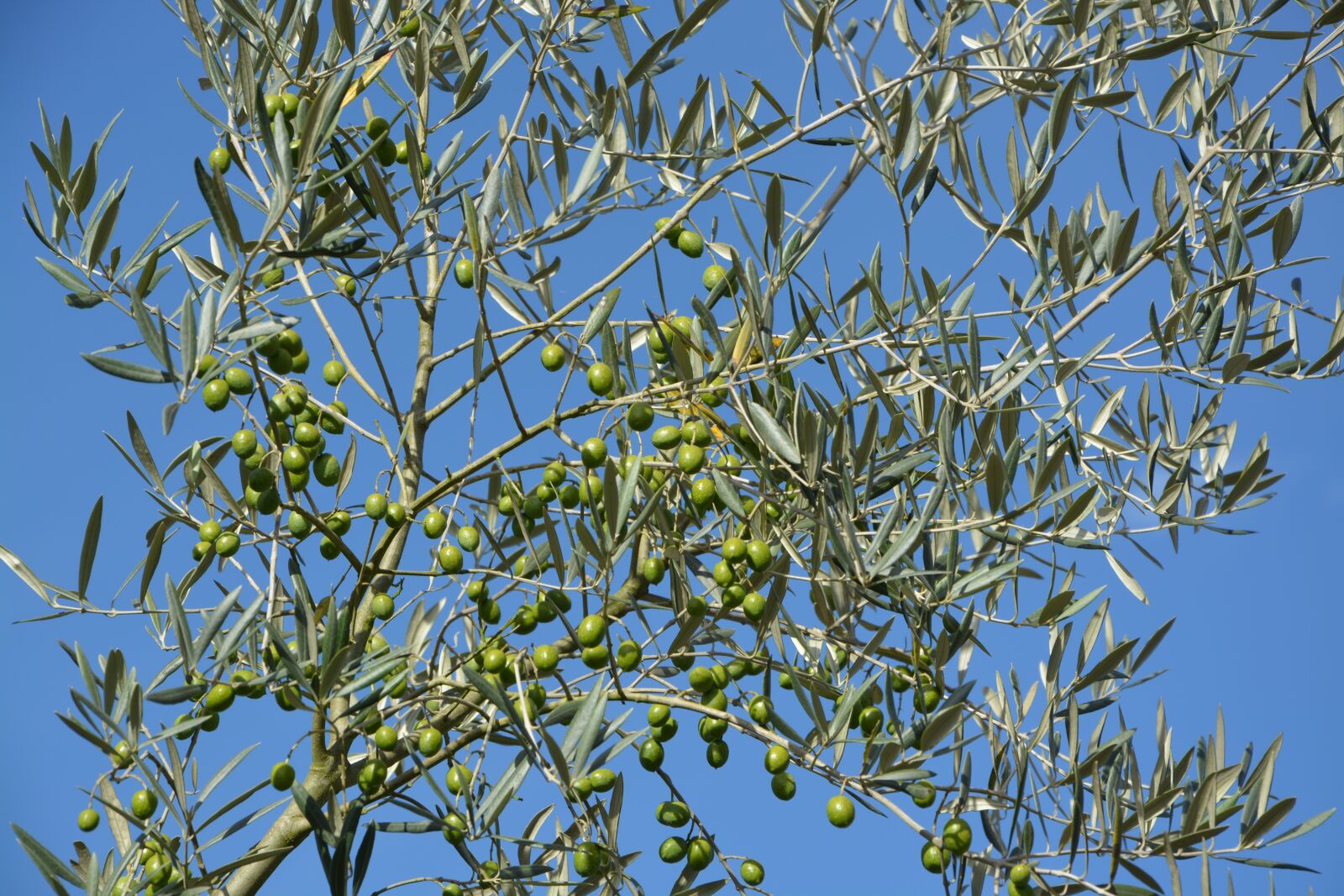Nikon D5200 sample photo. Branch olive tree, tree photography
