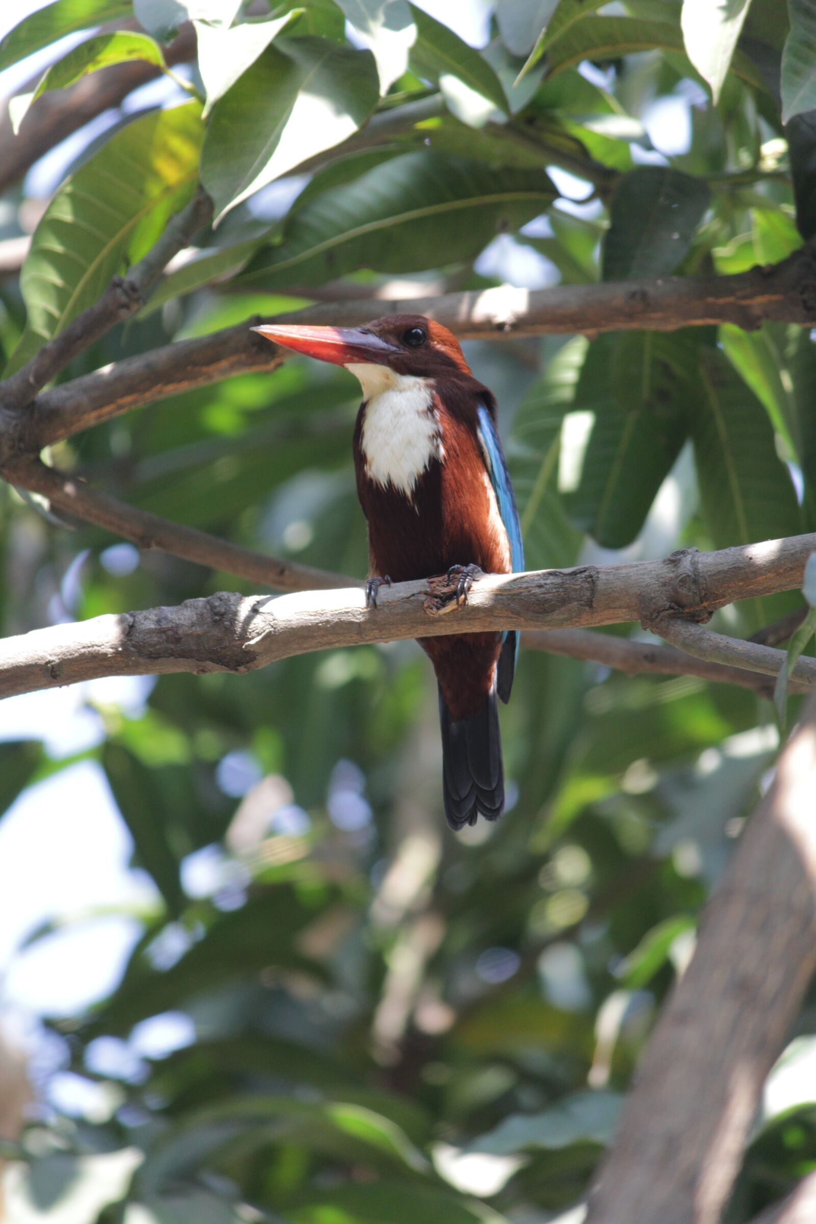 Canon EOS 1200D (EOS Rebel T5 / EOS Kiss X70 / EOS Hi) sample photo. Bird, tree, nature photography