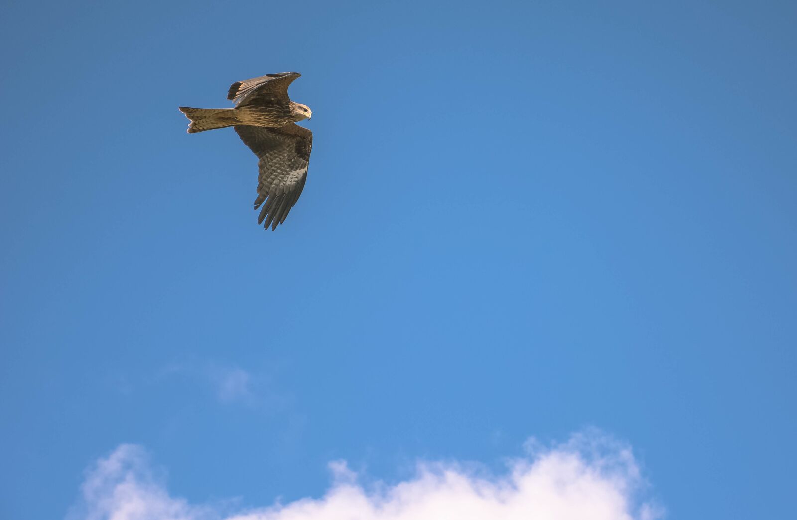 Nikon D7100 sample photo. Bird, vulture, flight photography