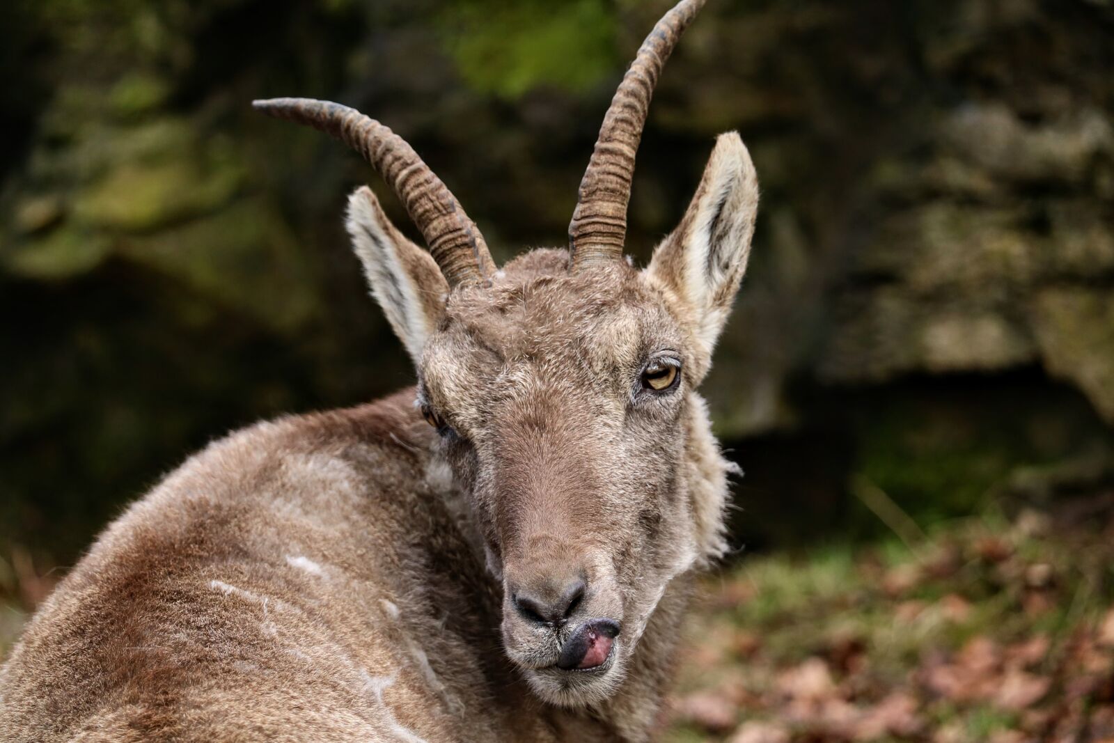 Canon EOS 750D (EOS Rebel T6i / EOS Kiss X8i) sample photo. Nature, mammal, animal world photography