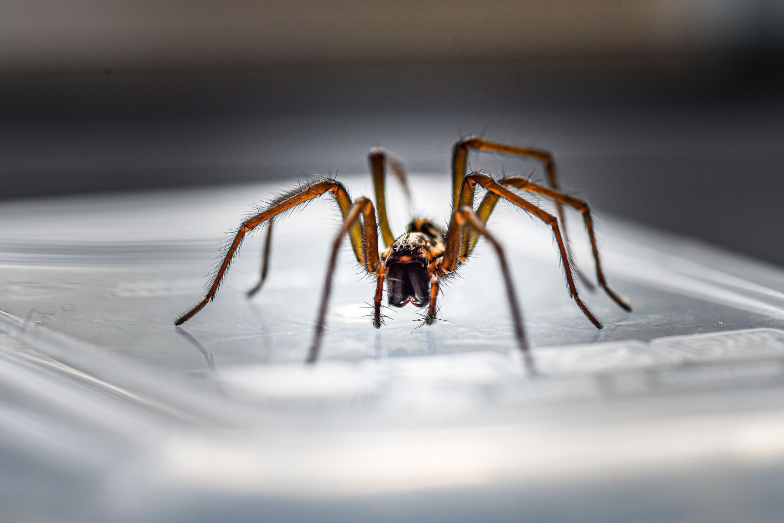 Nikon D750 sample photo. Macro, house spider, portrait photography