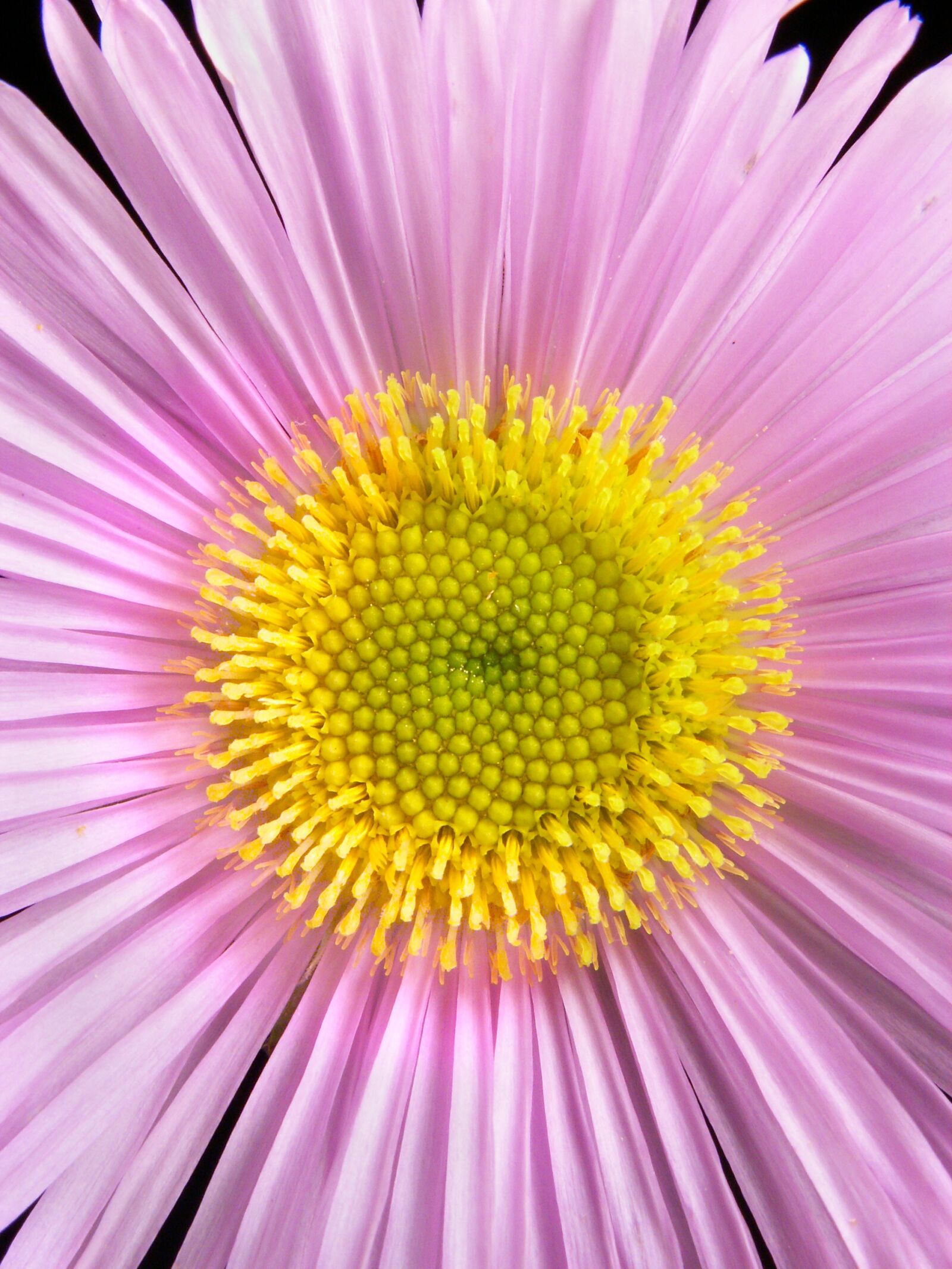 KONICA MINOLTA DiMAGE Z5 sample photo. Wild flower, pink, yellow photography