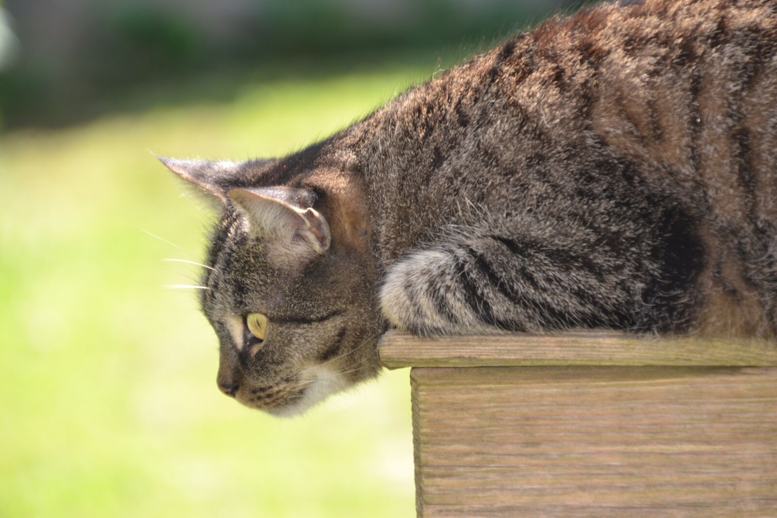 Nikon D3100 sample photo. Cat, domestic cat, pet photography