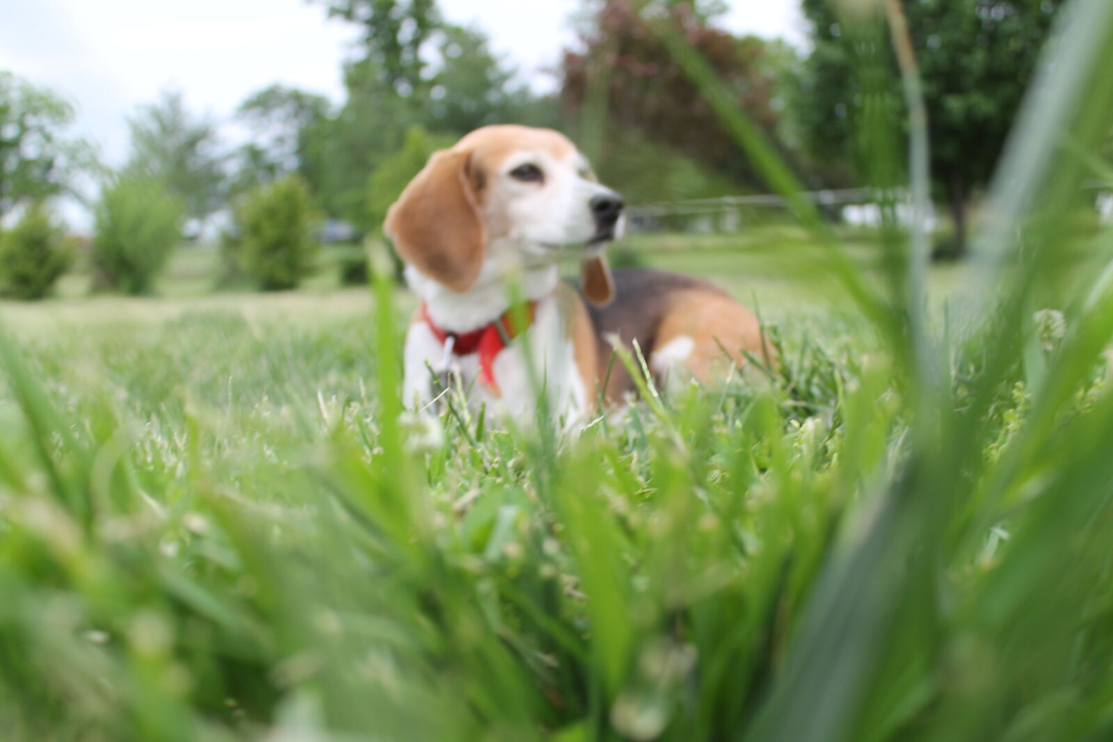 Canon EOS 1100D (EOS Rebel T3 / EOS Kiss X50) sample photo. Animal, animals, beagle, black photography