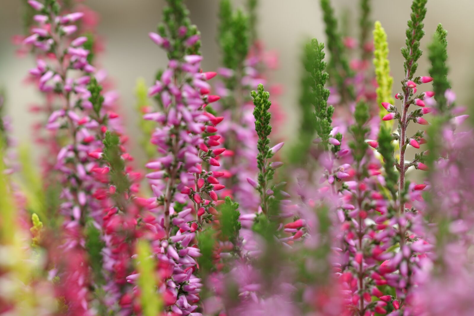 Canon EF 100mm F2.8L Macro IS USM sample photo. She, heide, hei photography