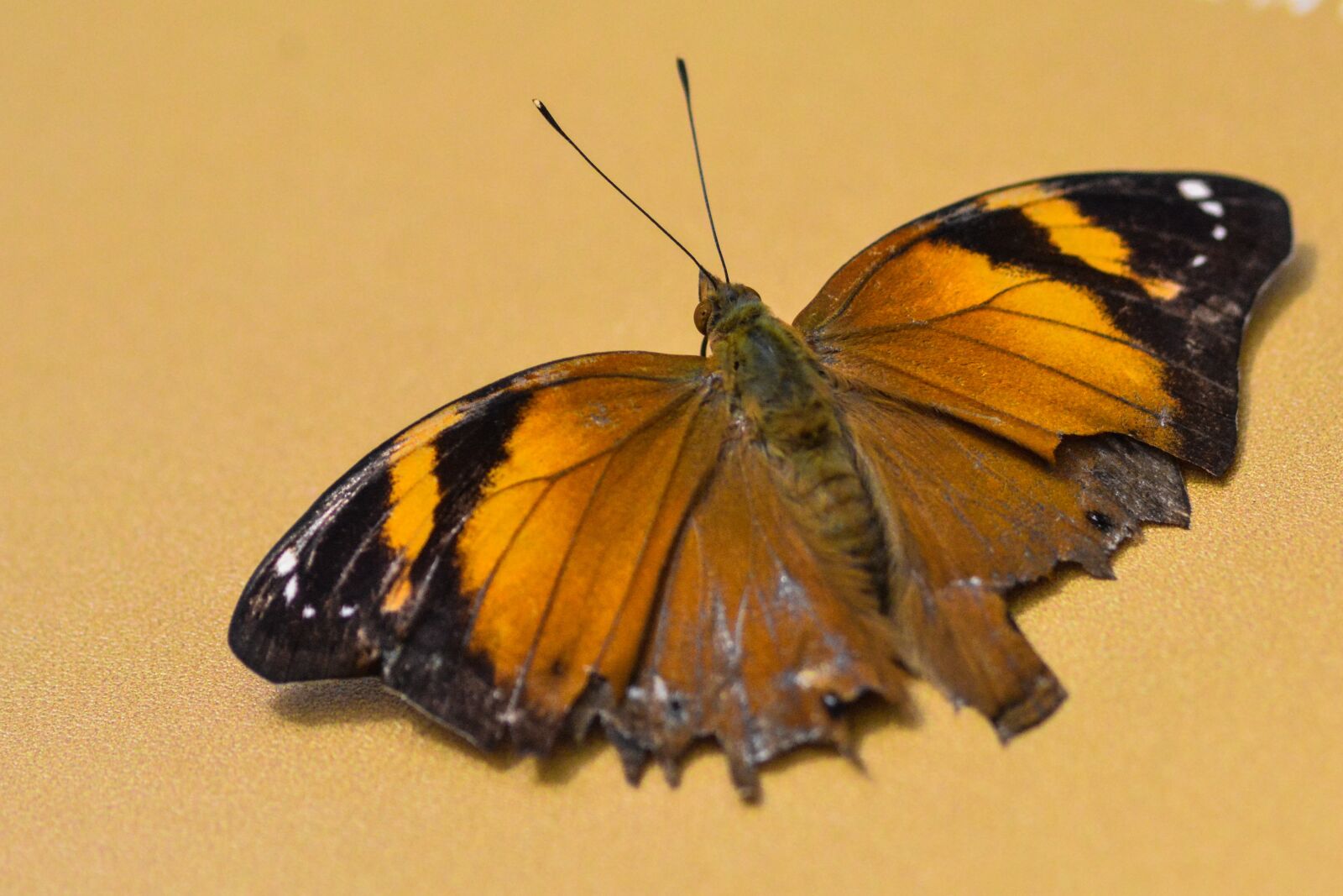 Nikon D7100 sample photo. Butterfly, brown, macro photography