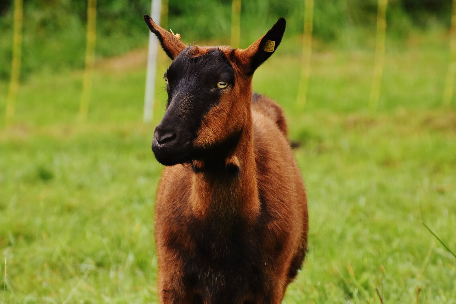 Nikon D7200 sample photo. Goat, animal, meadow photography