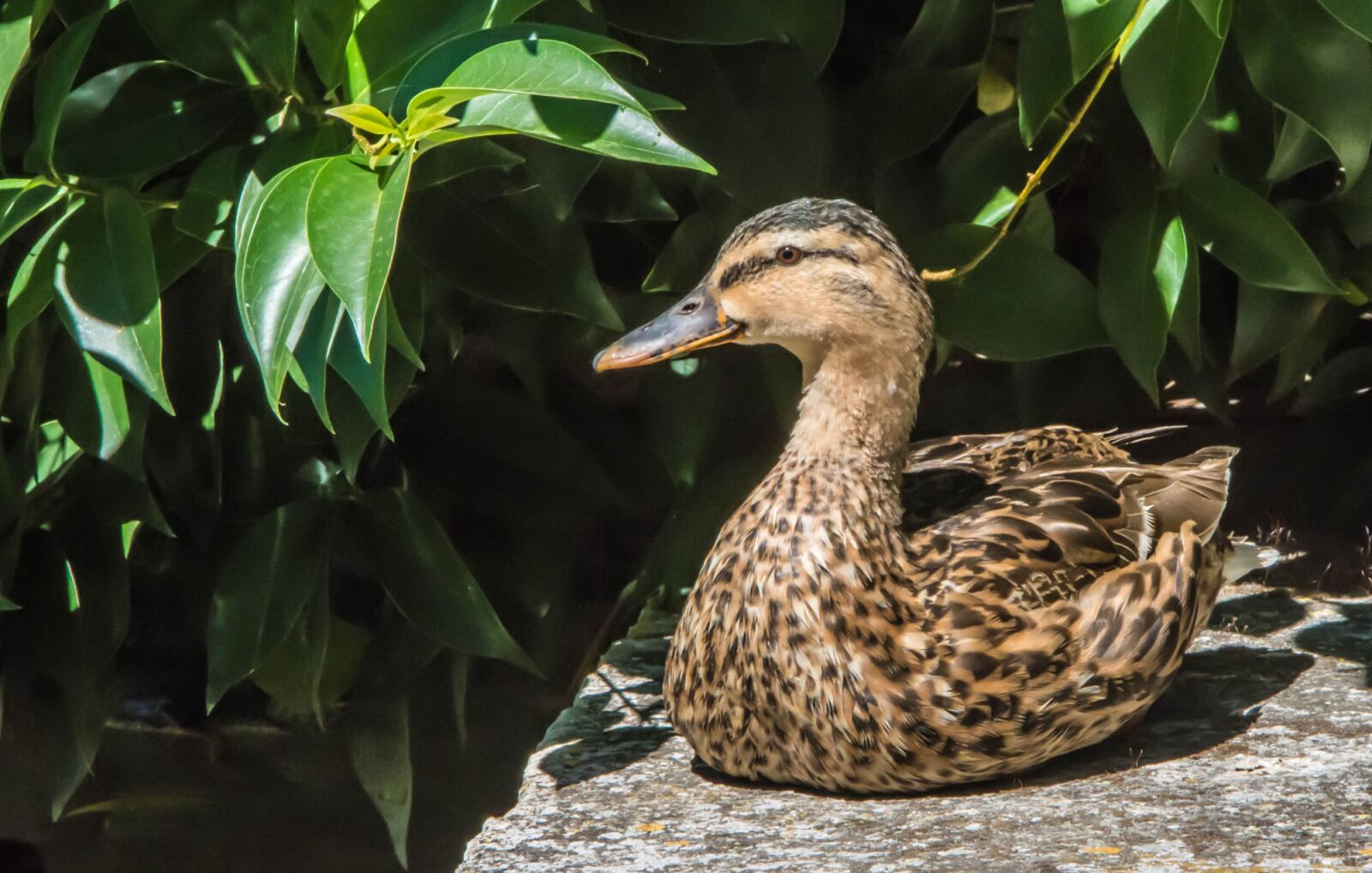 Nikon D7200 sample photo. Duck, animals, bird photography