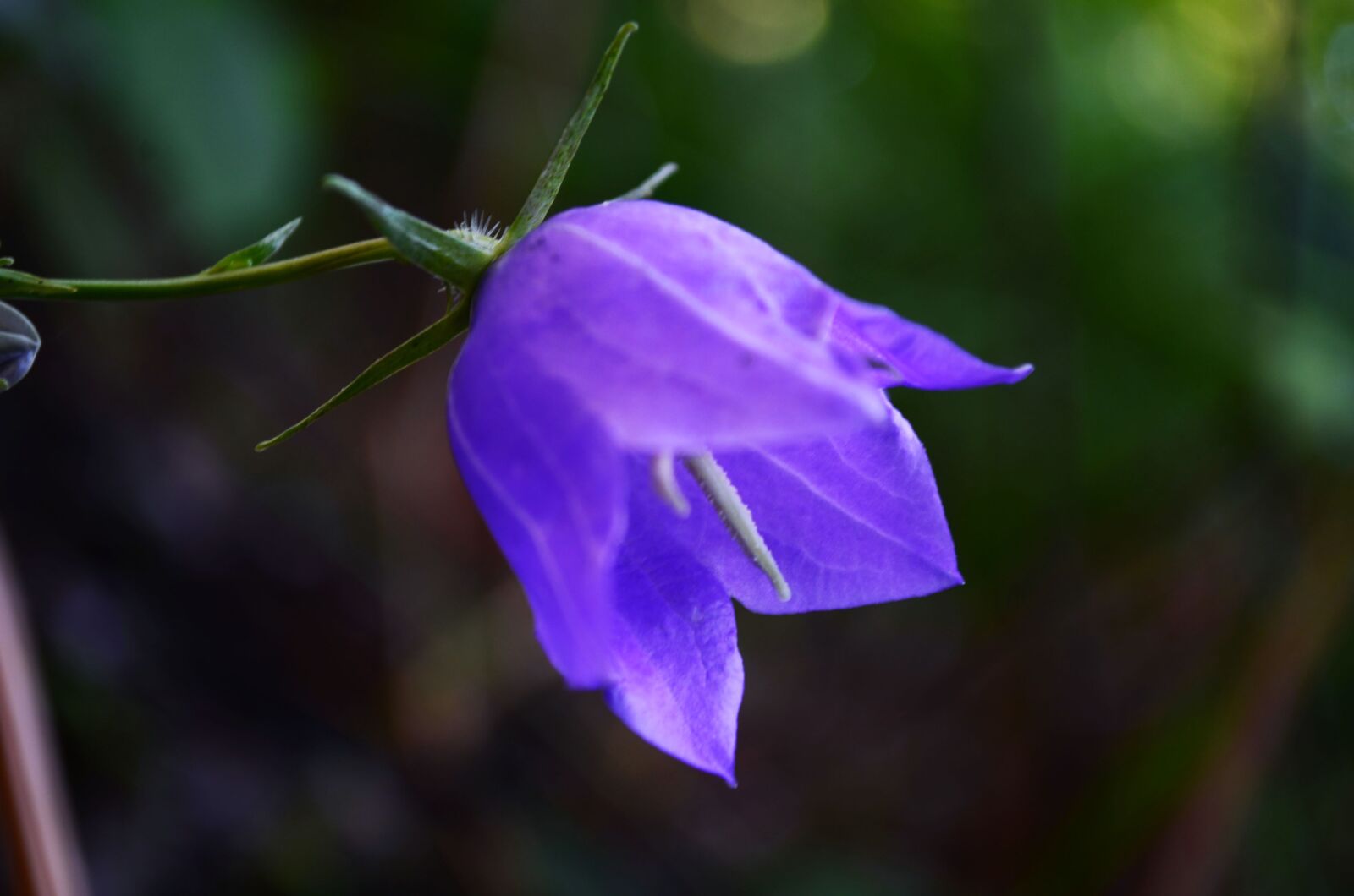 Nikon D5100 sample photo. Flower, blue, bell photography