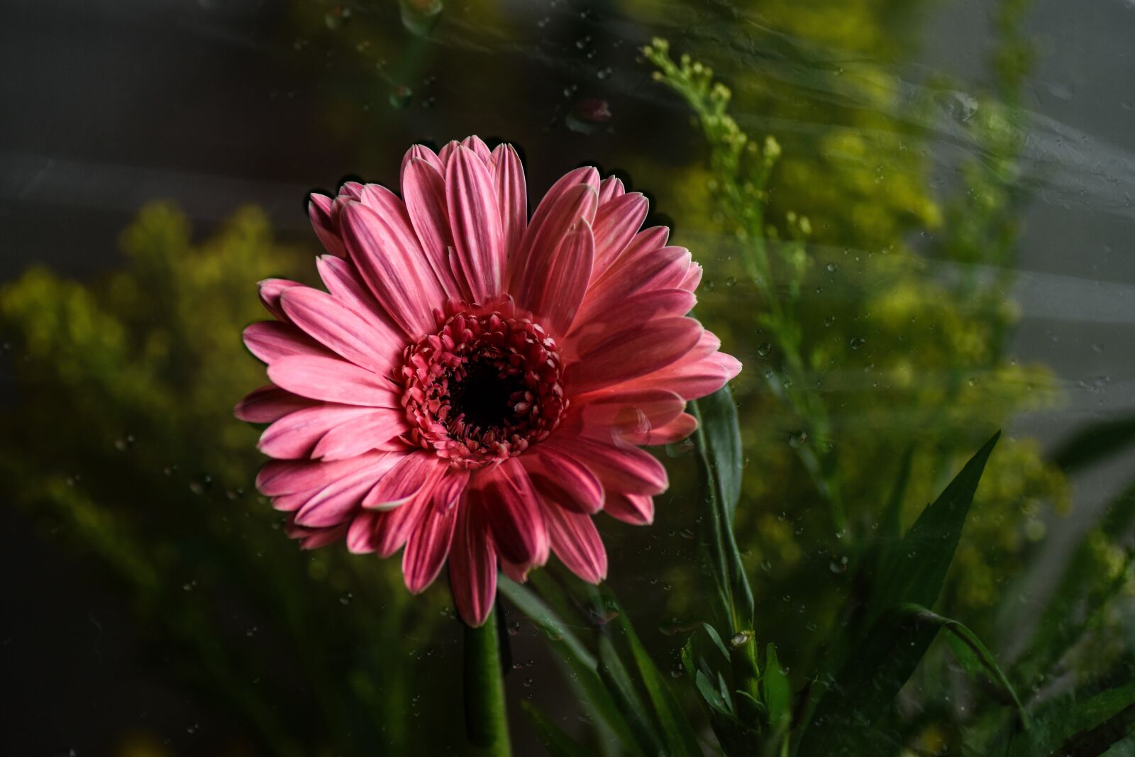Nikon D5500 sample photo. Flower, purple, beautiful photography