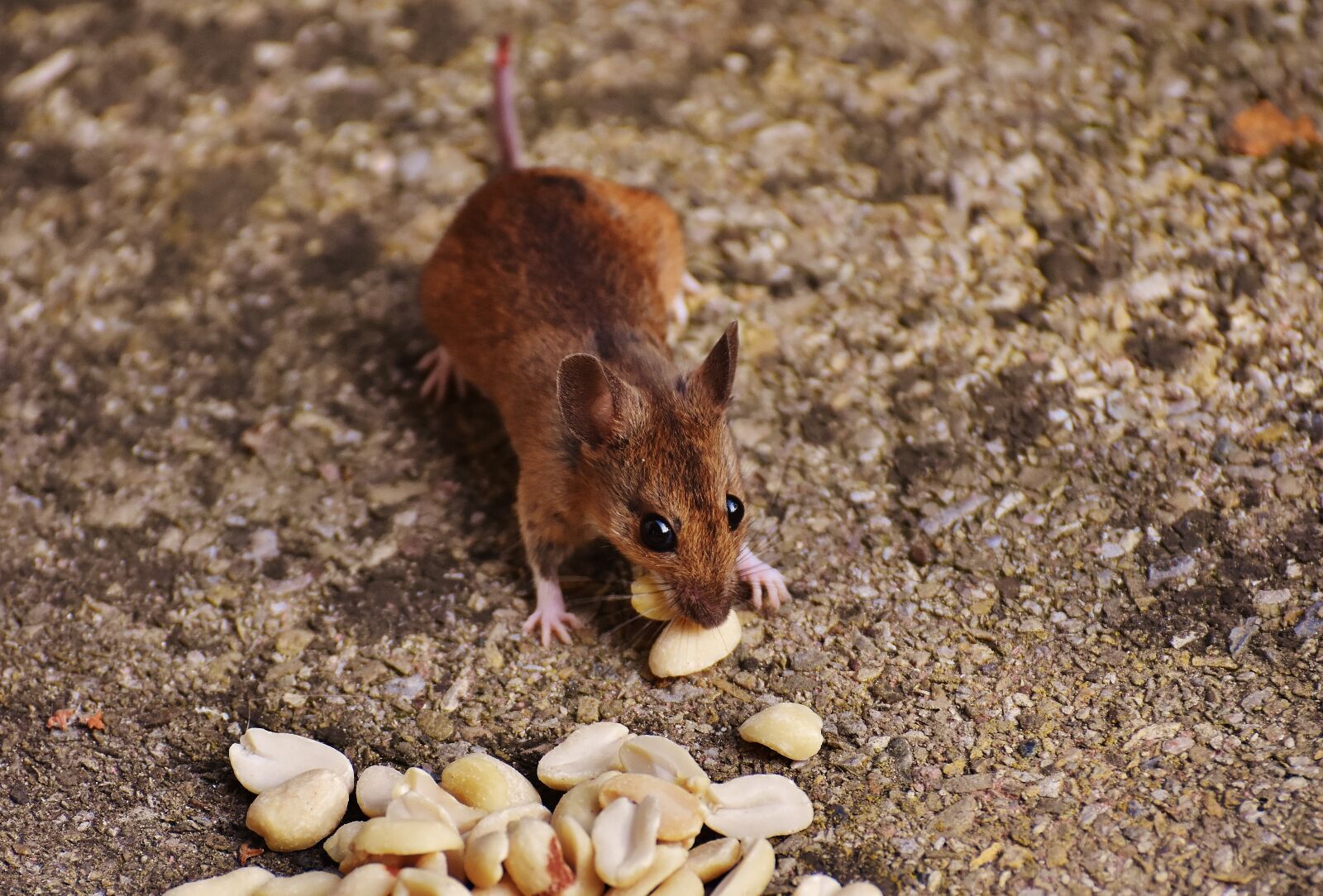 Nikon D7200 sample photo. Mouse, rodent, cute photography