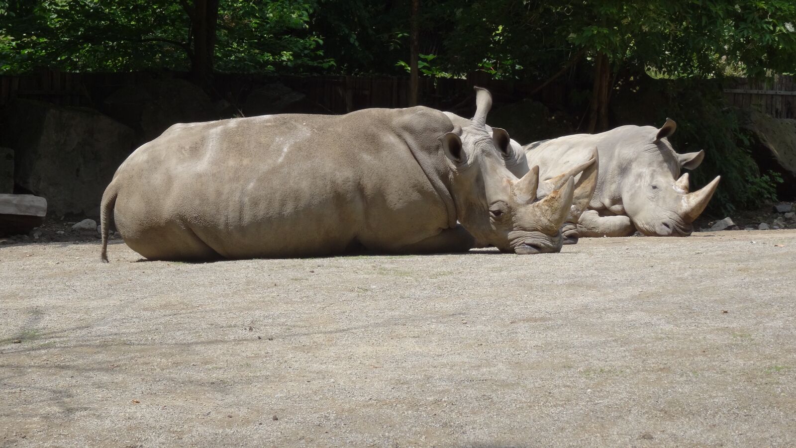 Sony DSC-HX50 sample photo. Animal, nature, mammal photography