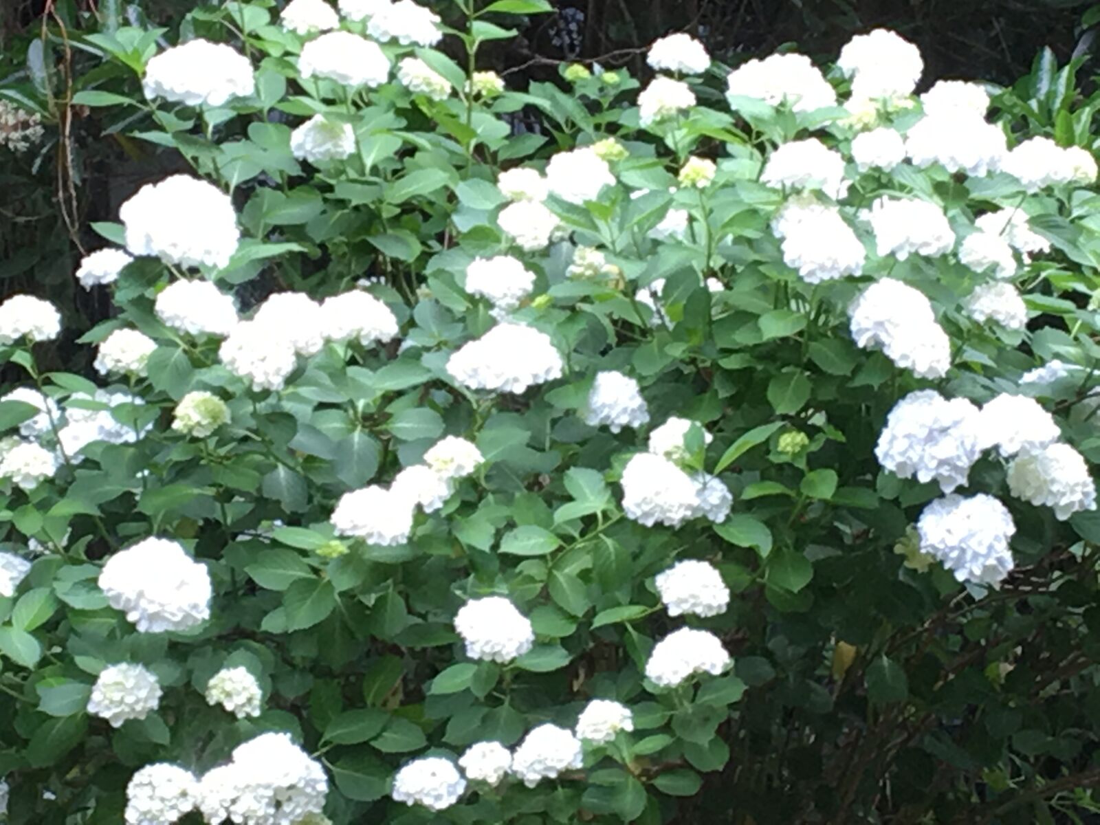iPhone 6s back camera 4.15mm f/2.2 sample photo. Hydrangea, white, rain photography