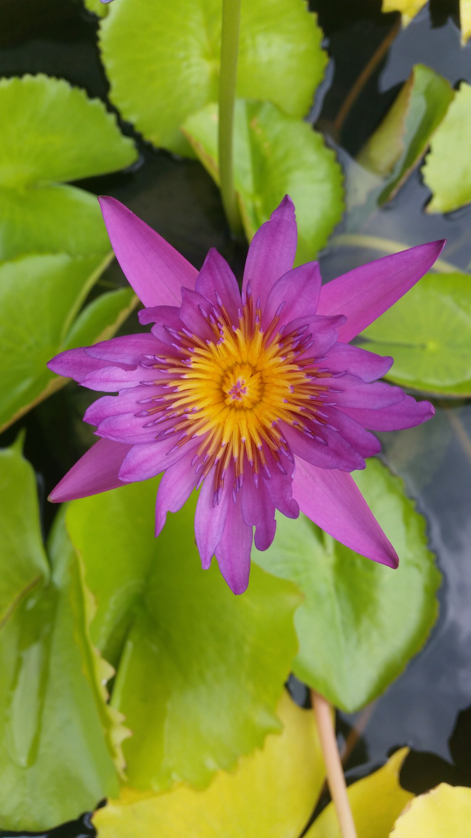 Samsung Galaxy S5 sample photo. Lotus, pink lotus, lotus photography