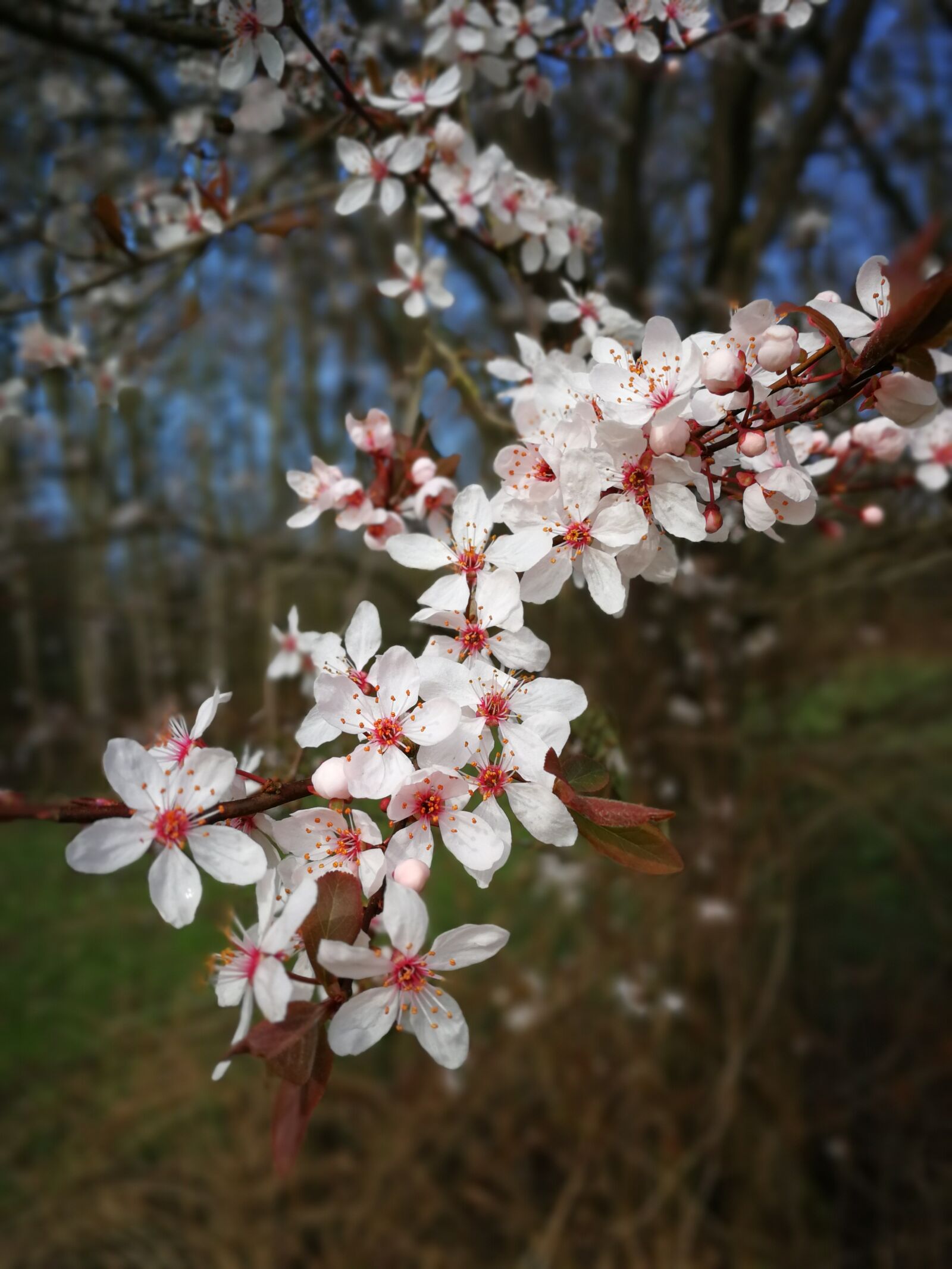 HUAWEI P10 sample photo. Tree, flower, season photography